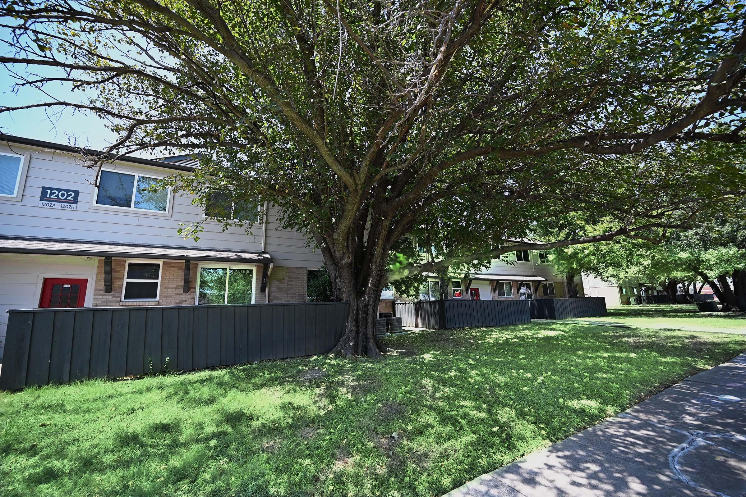 A large tree with a wide canopy stands beside a residential building. The building features multiple windows and doors painted in contrasting colors. A grassy area surrounds the tree and building, and a black fence lines the property. The scene is under bright sunlight with a clear blue sky.