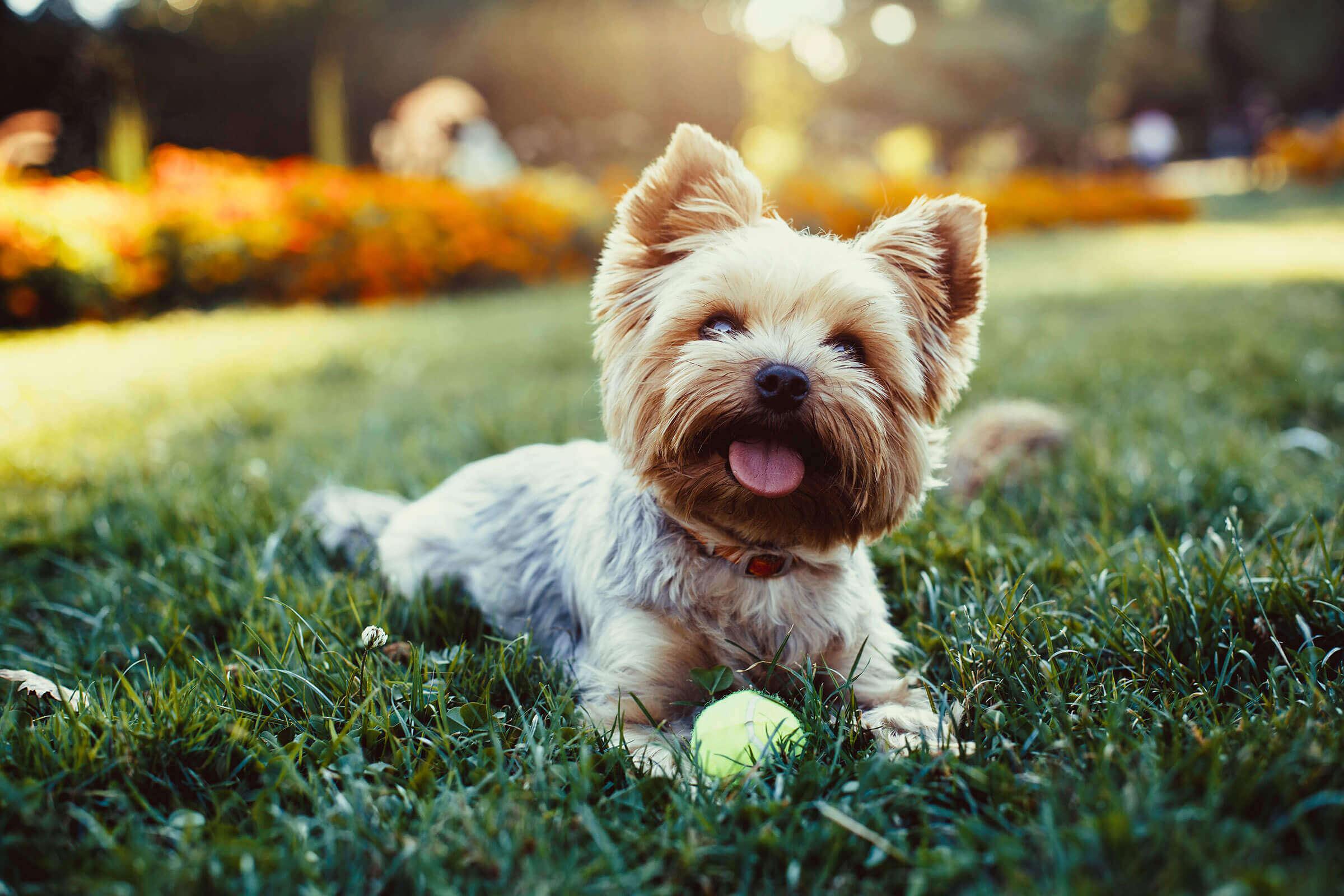 a brown and white dog sitting in the grass