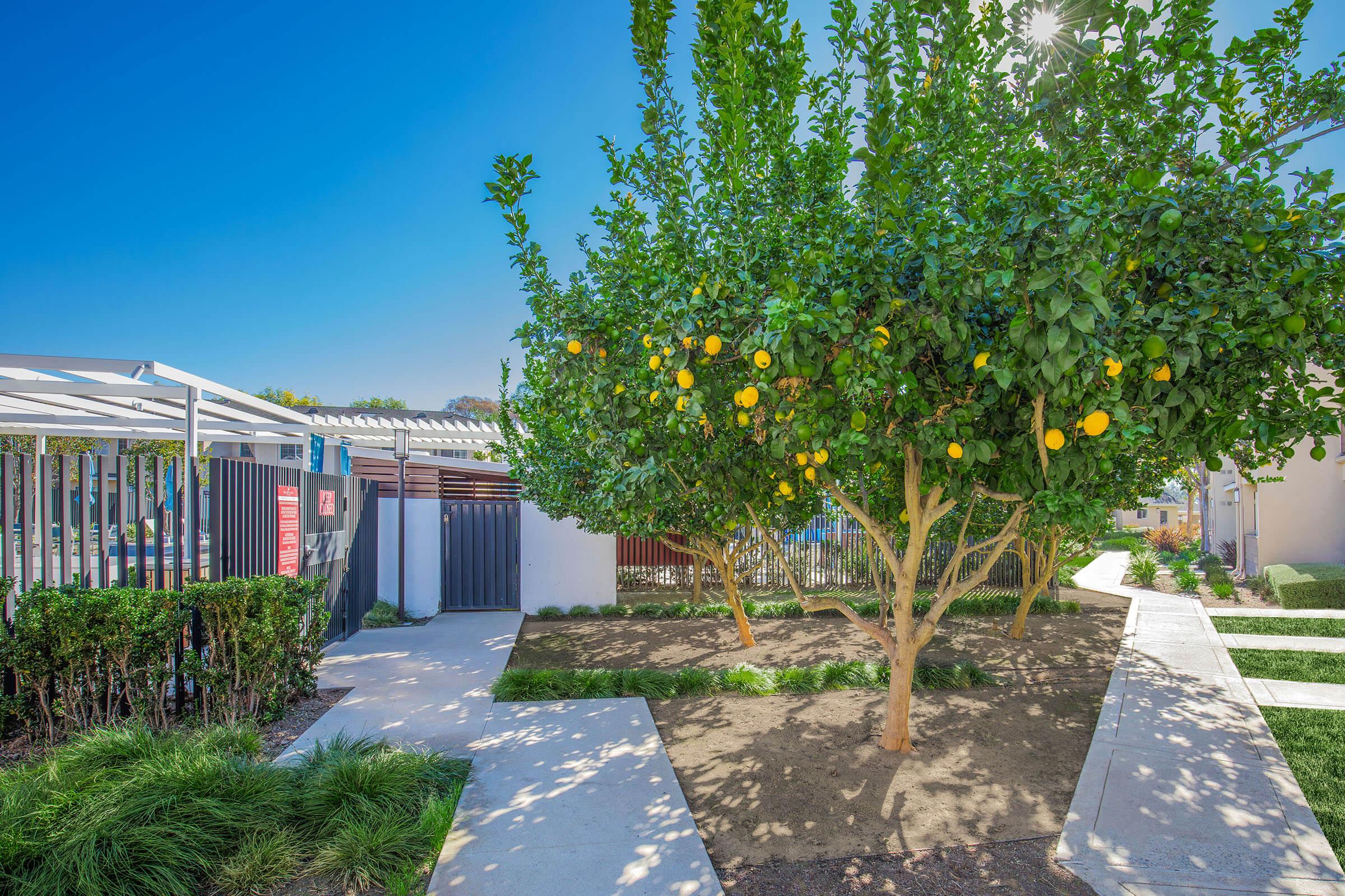 Lemon tree with ripe lemons in a landscaped garden area featuring pathways, green grass, and a privacy fence in the background under a clear blue sky.