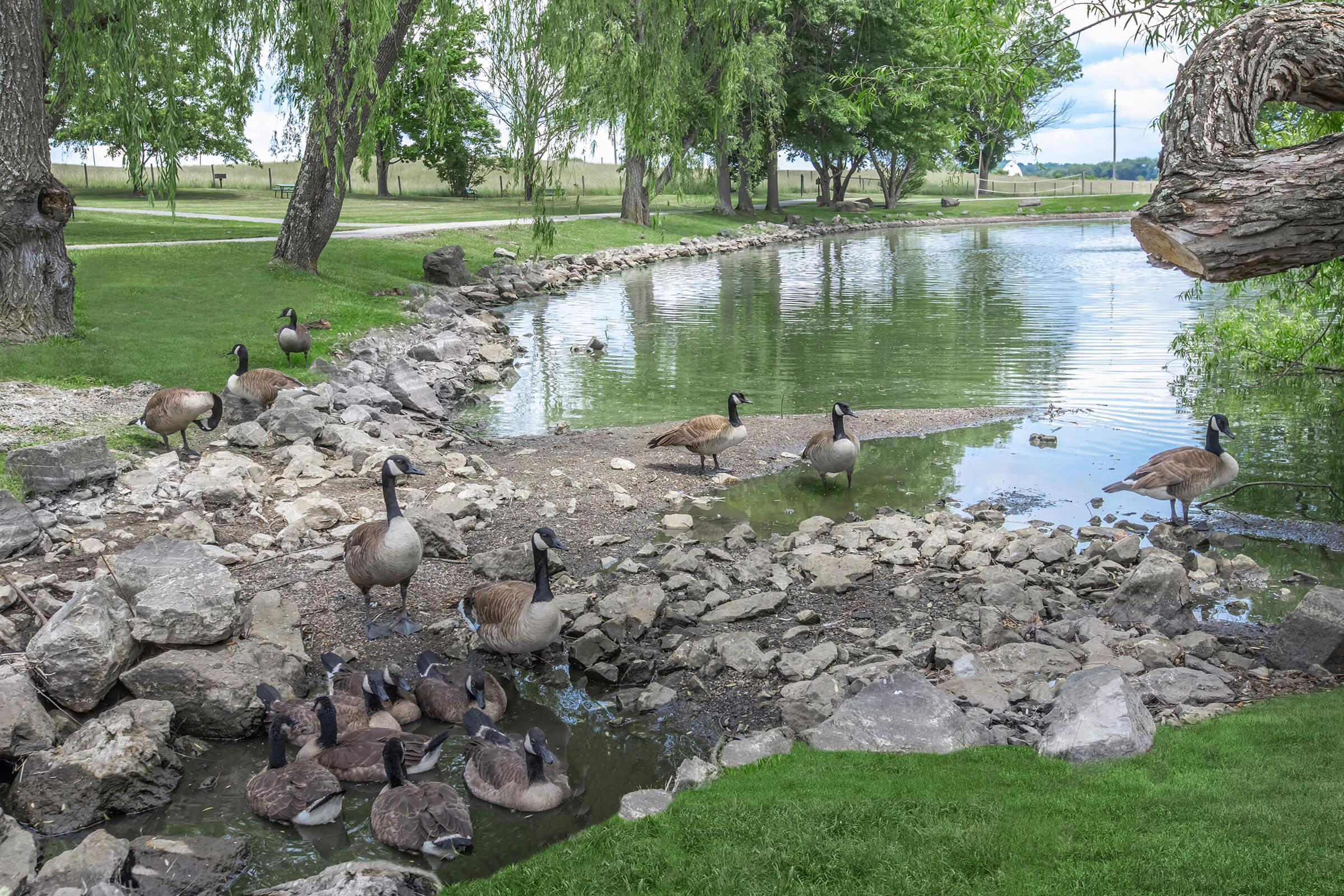 a flock of seagulls standing on a rock next to a body of water