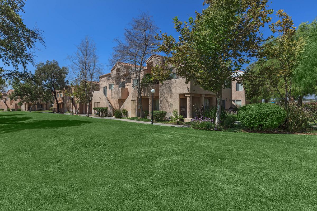 a large tree in a grassy yard