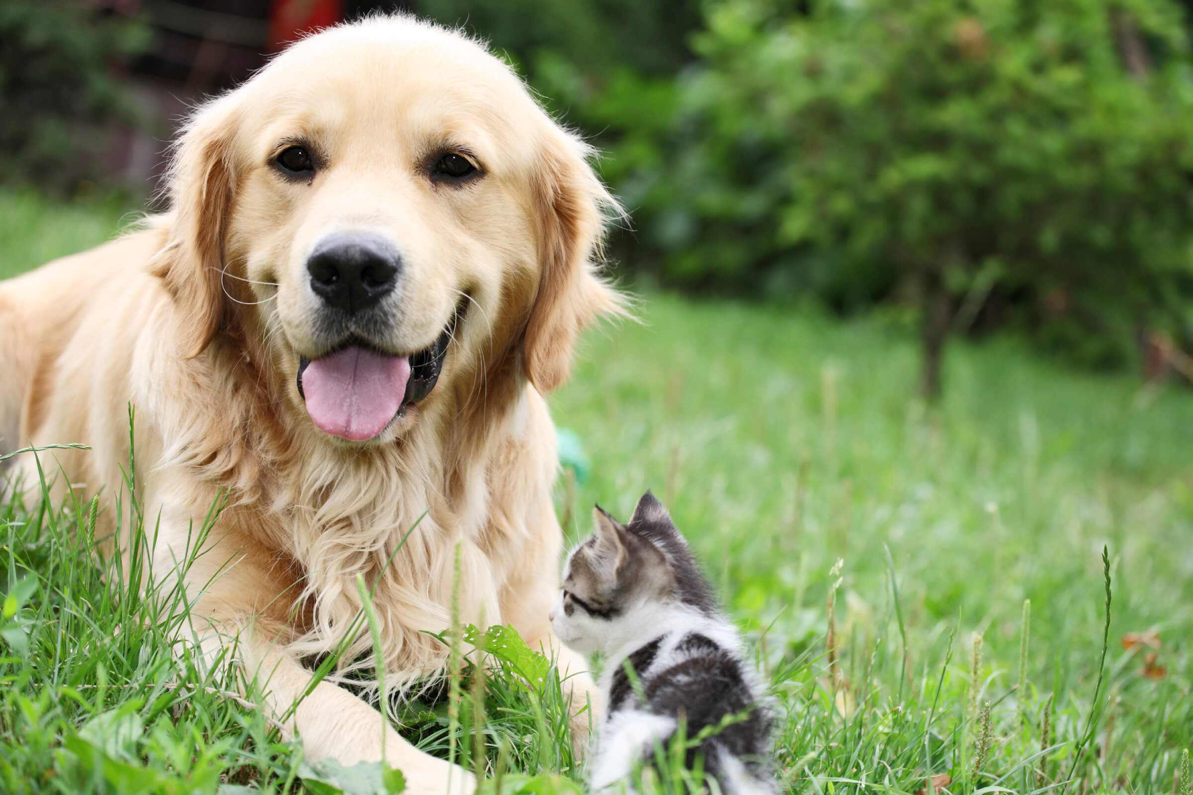 a dog sitting in the grass