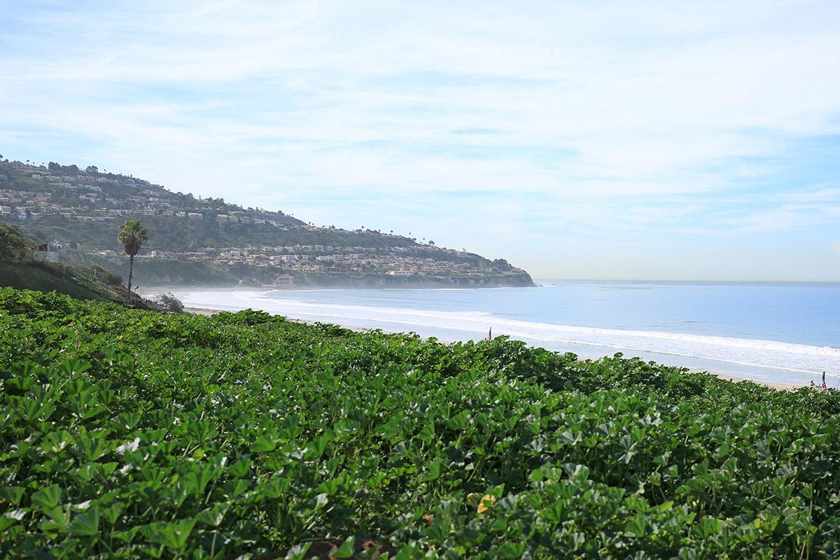 Green bushes with beach