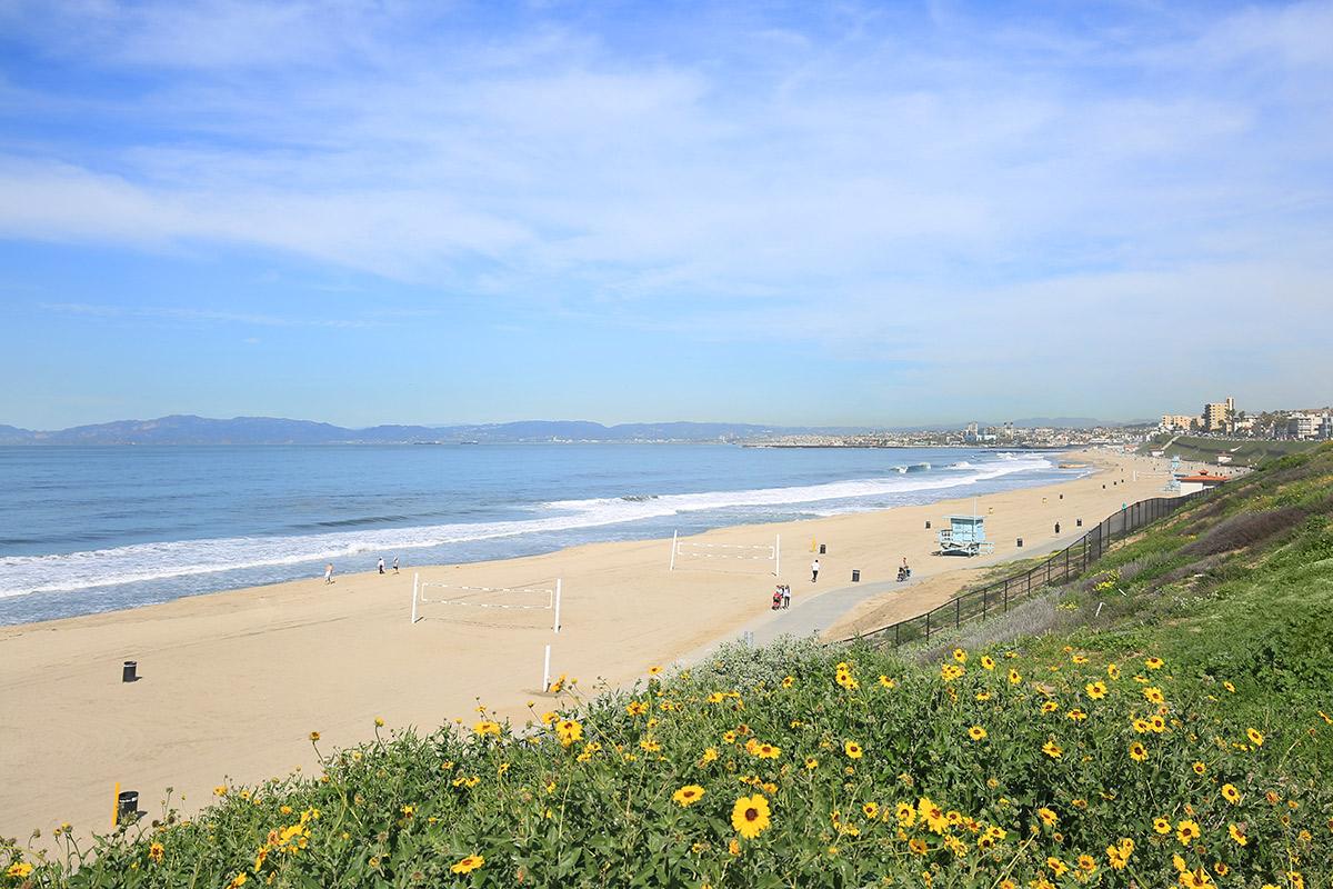 Beach with yellow flowers