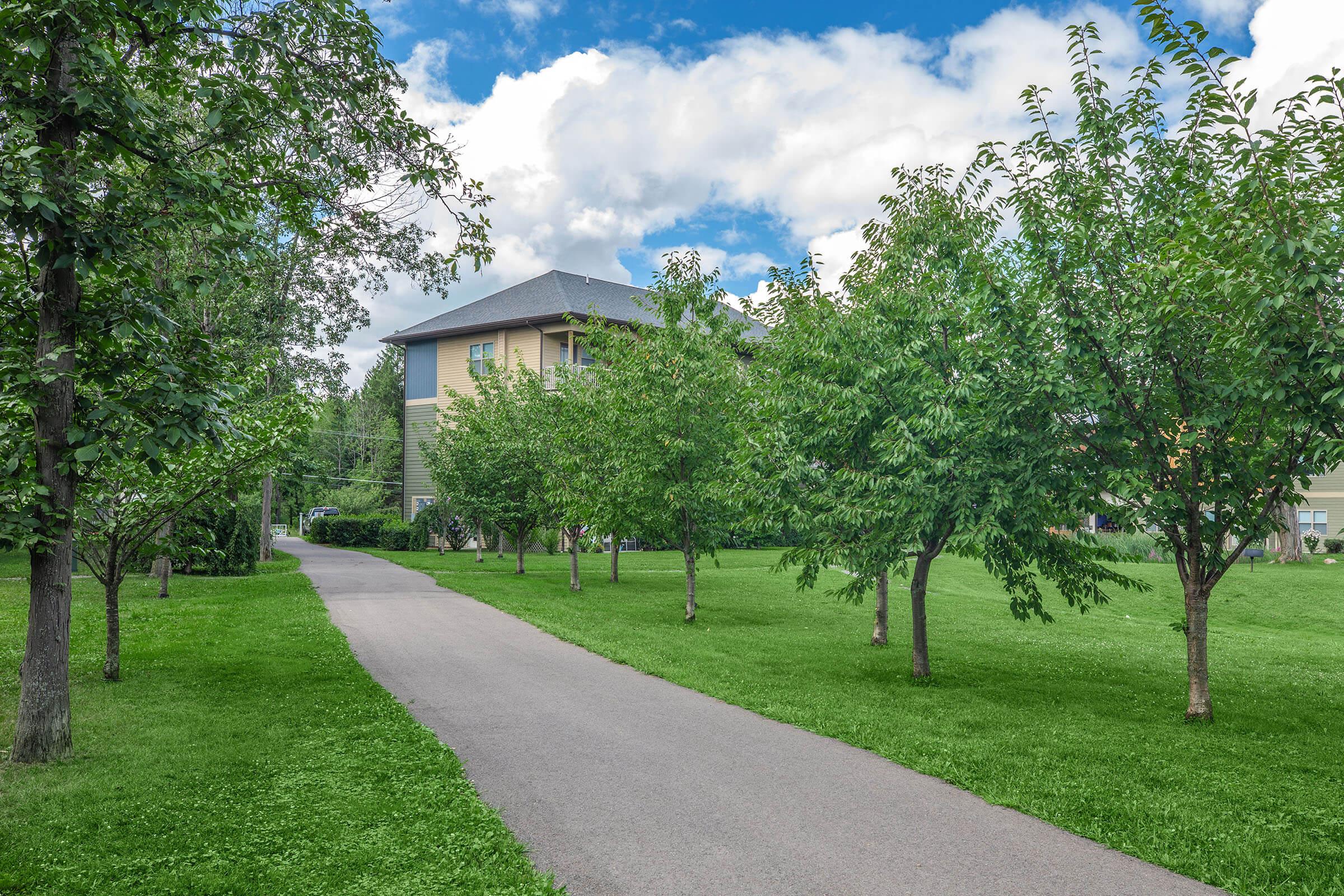 a tree in a grassy yard