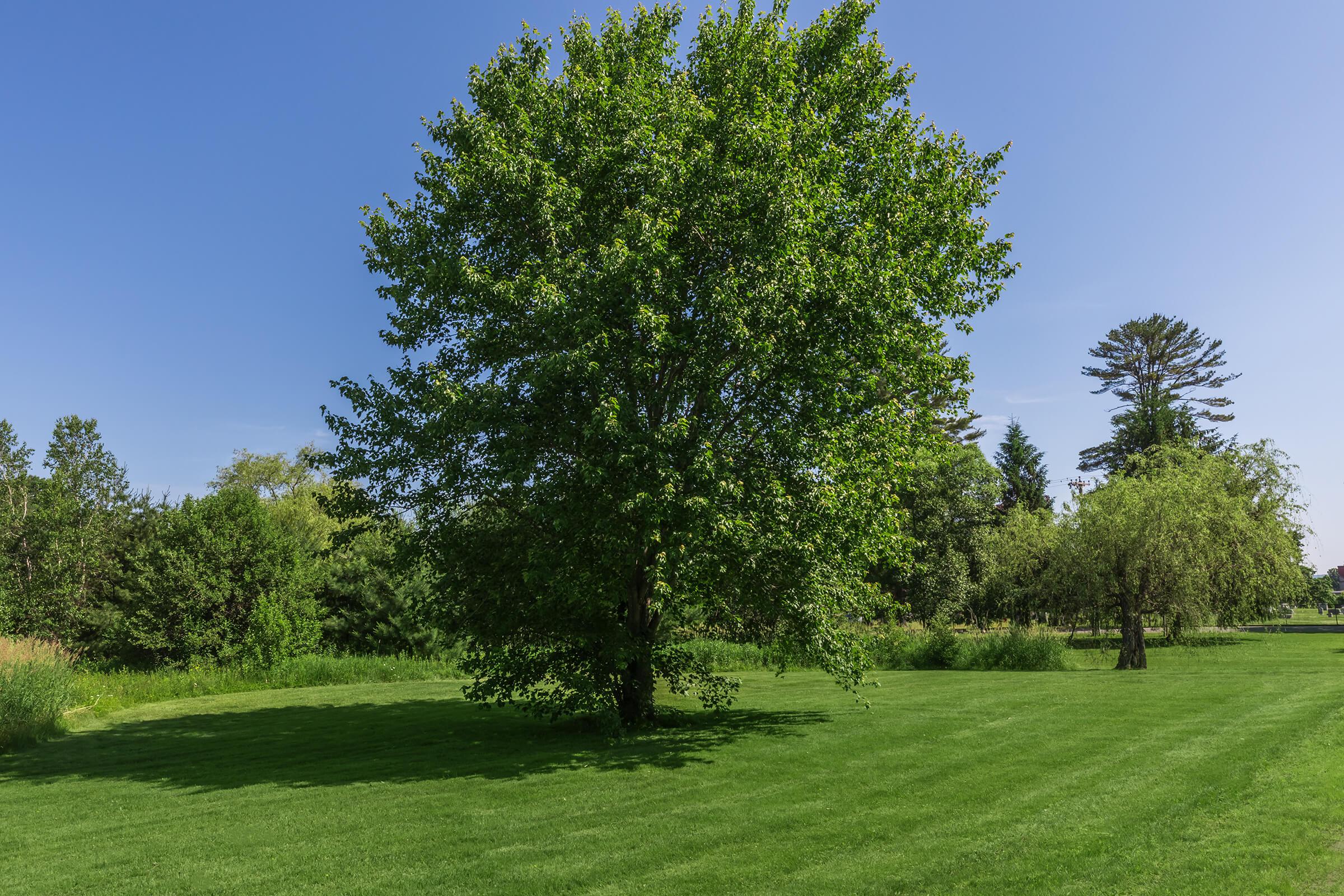 a tree in a grassy field