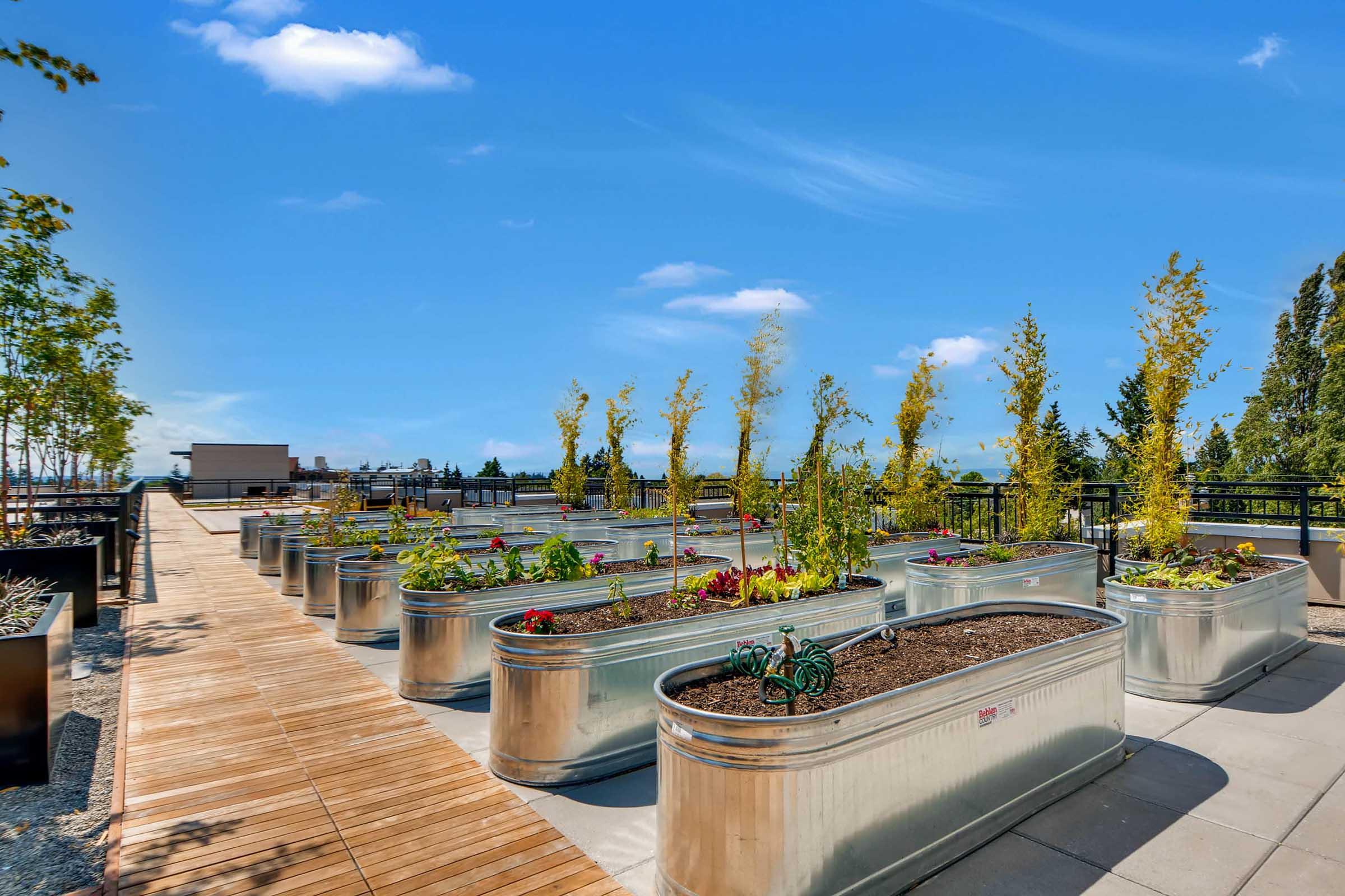A sunny rooftop garden featuring galvanized metal planters filled with various plants and flowers. There is a wooden pathway running through the garden area, lined with trees. In the background, blue skies and distant buildings are visible, creating a tranquil urban green space.