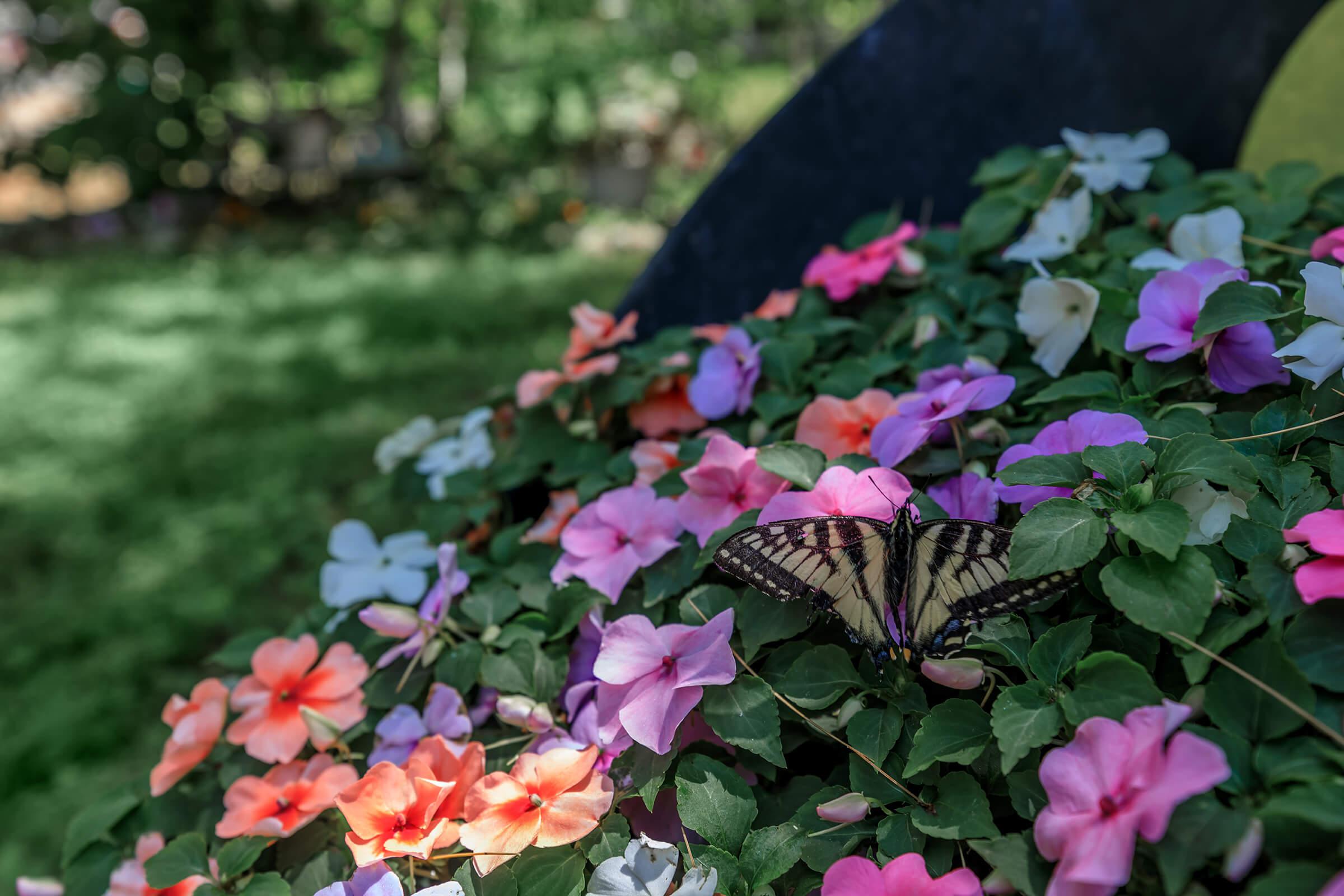 a close up of a flower garden