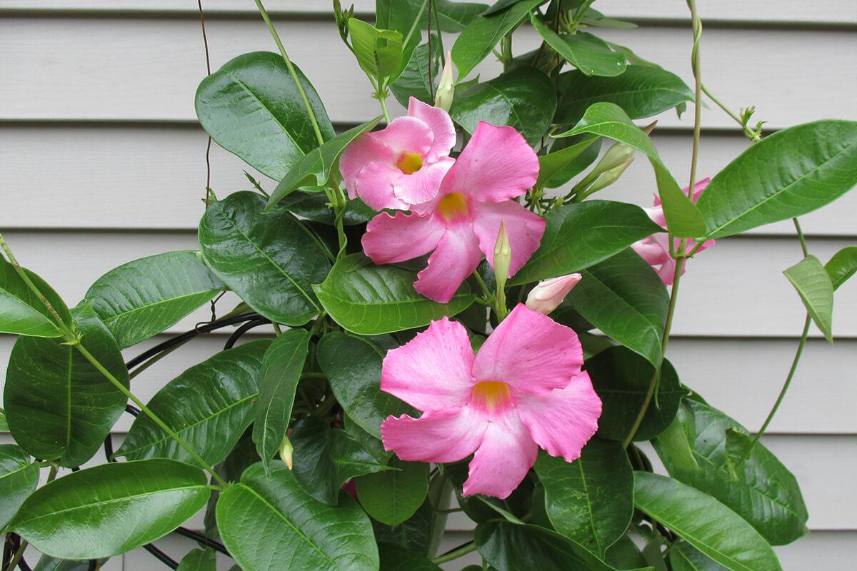 a plant with green leaves