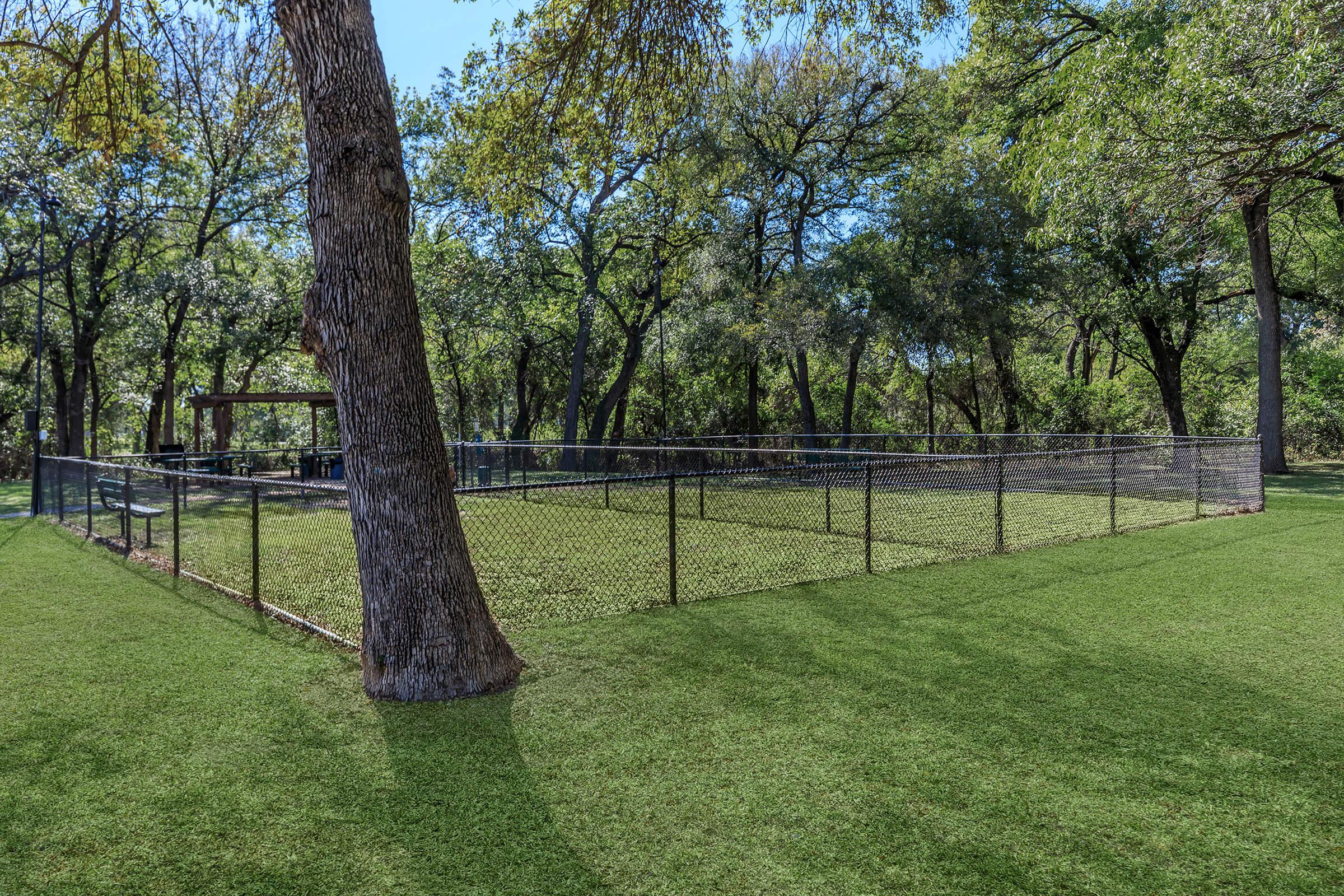 a tree in the middle of a lush green field