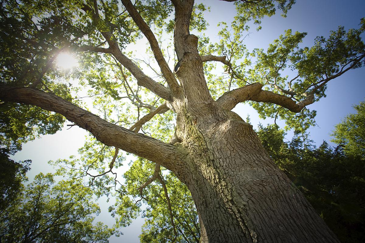 tree.jpg