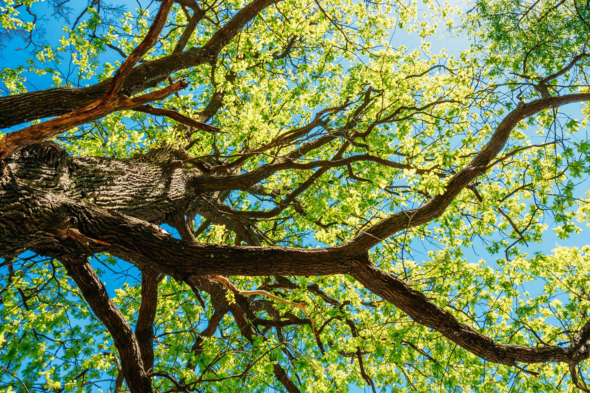 tree iStock-496775184.jpg