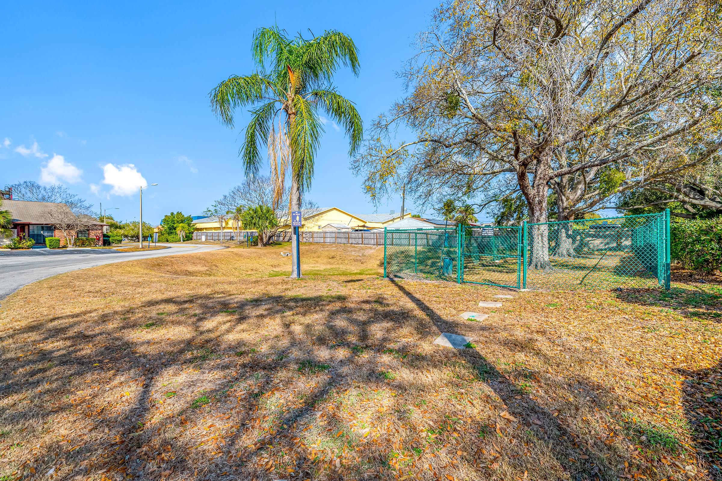 A sunny, residential street scene featuring a grassy area with a palm tree and a large, leafless tree. A chain-link fence borders the space, and several houses can be seen in the background. The ground is covered with fallen leaves, and the sky is clear and blue.
