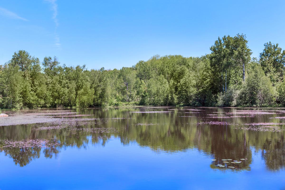 a body of water surrounded by trees