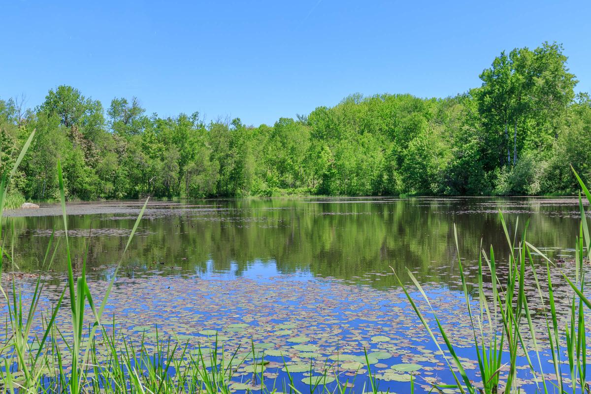 a body of water surrounded by trees