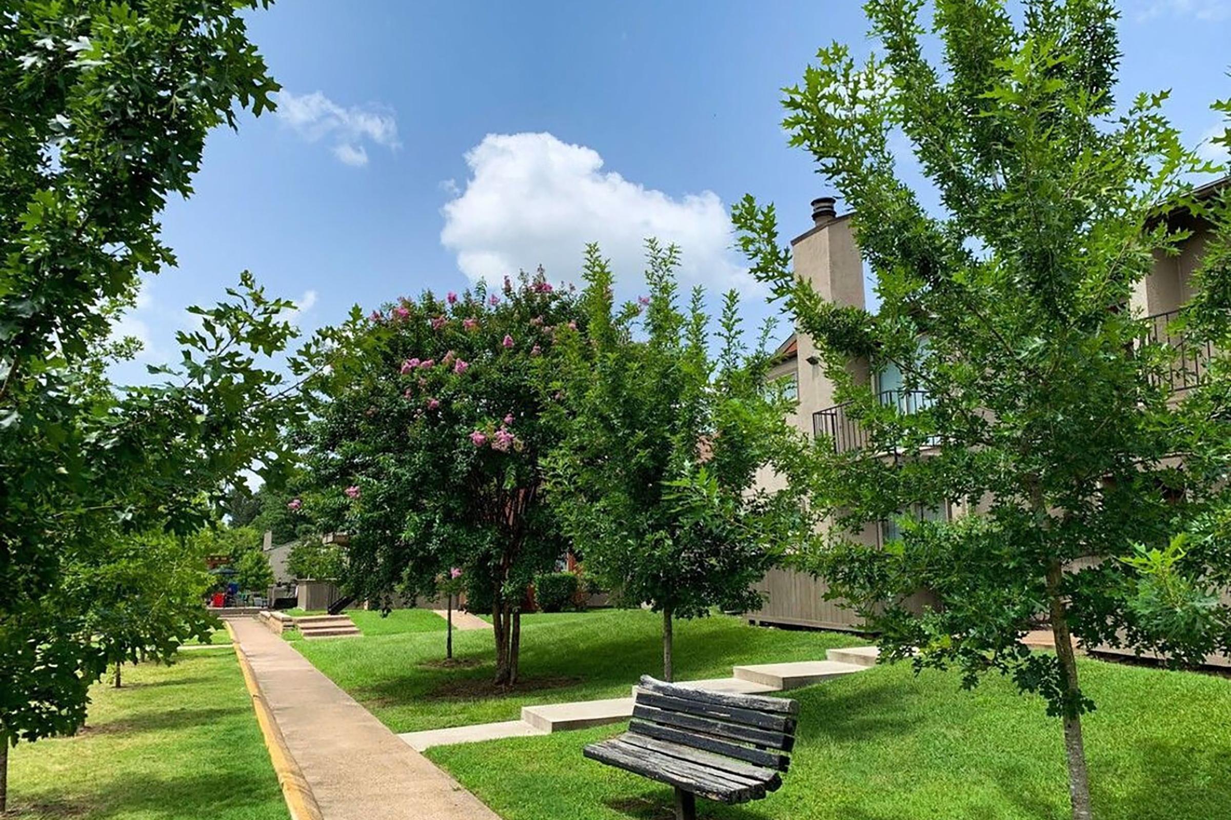 a tree in a park