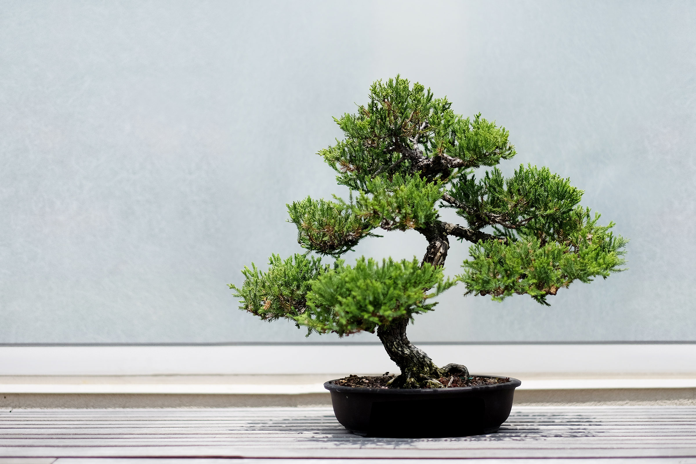 Bonsai