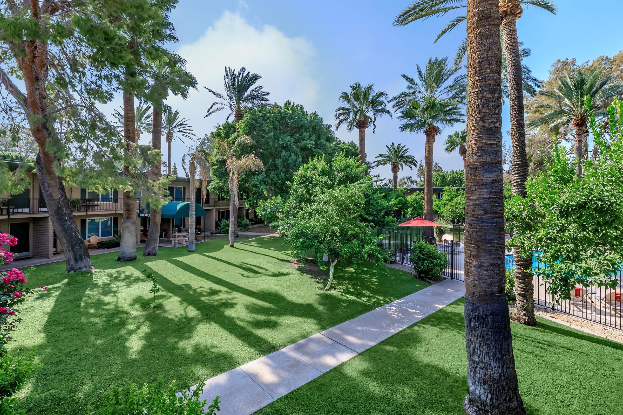 a palm tree in a park