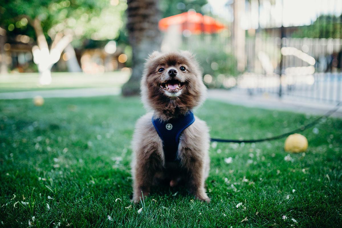 a dog sitting in the grass