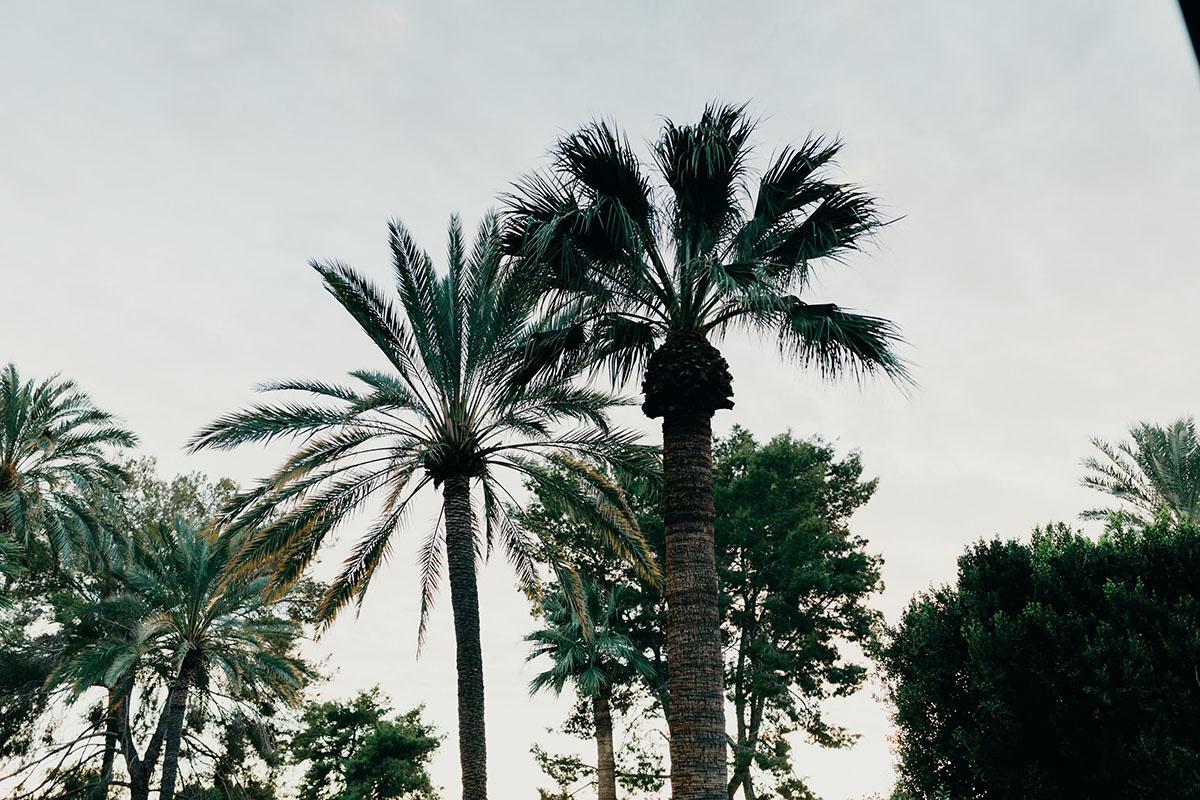 a group of palm trees next to a tree