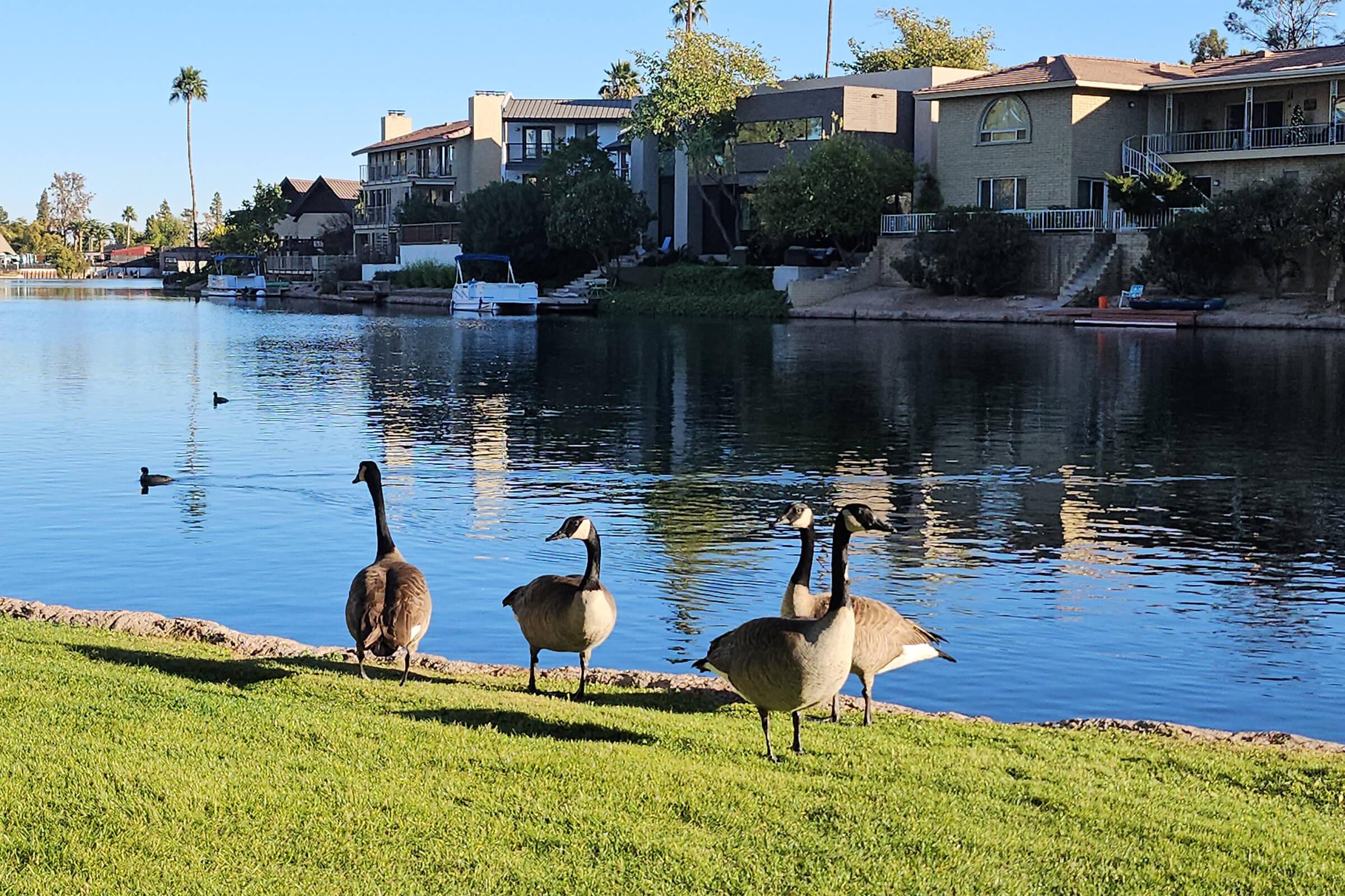 A group of four geese standing on the grassy edge of a calm lake, with residential buildings in the background. The water reflects the scenery and a few ducks can be seen swimming further out in the distance under clear blue skies.