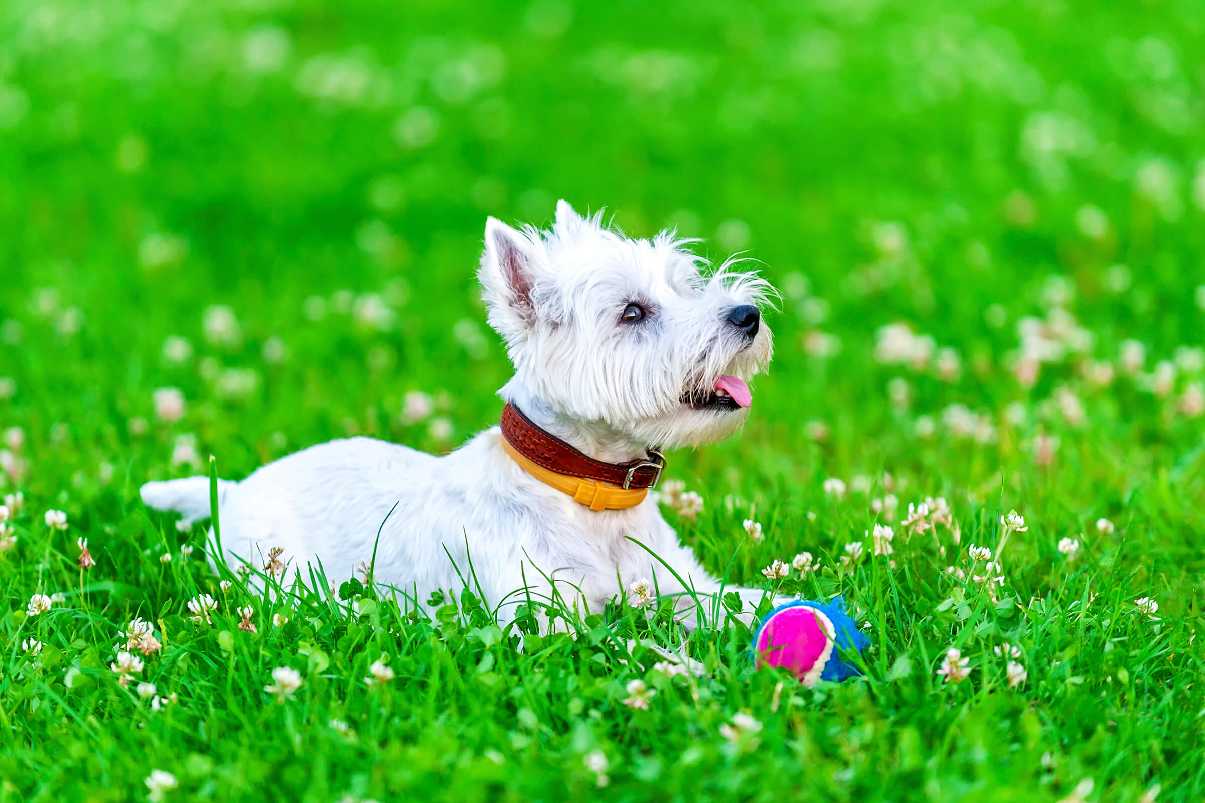 a dog sitting on top of a grass covered field