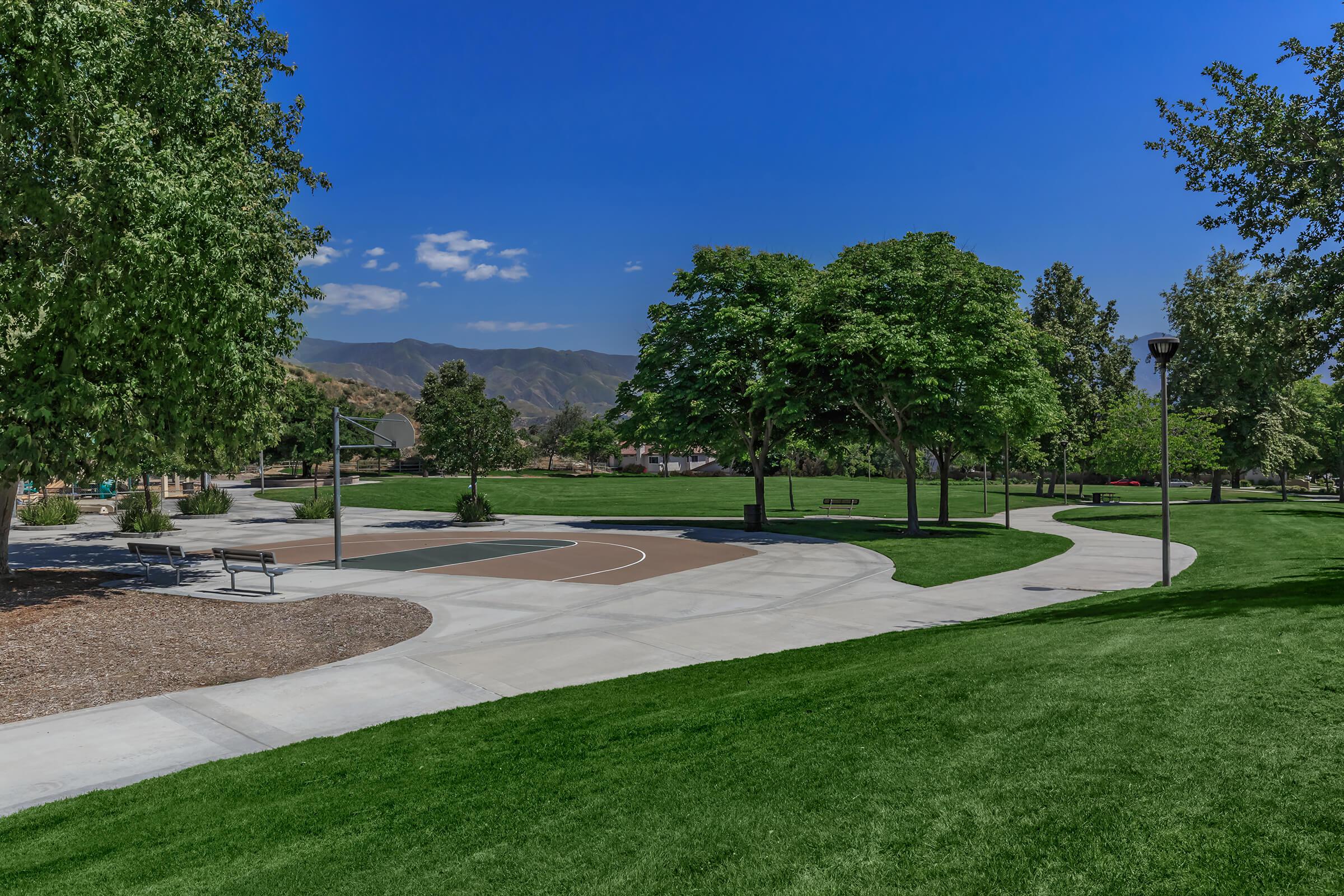 a tree in a park