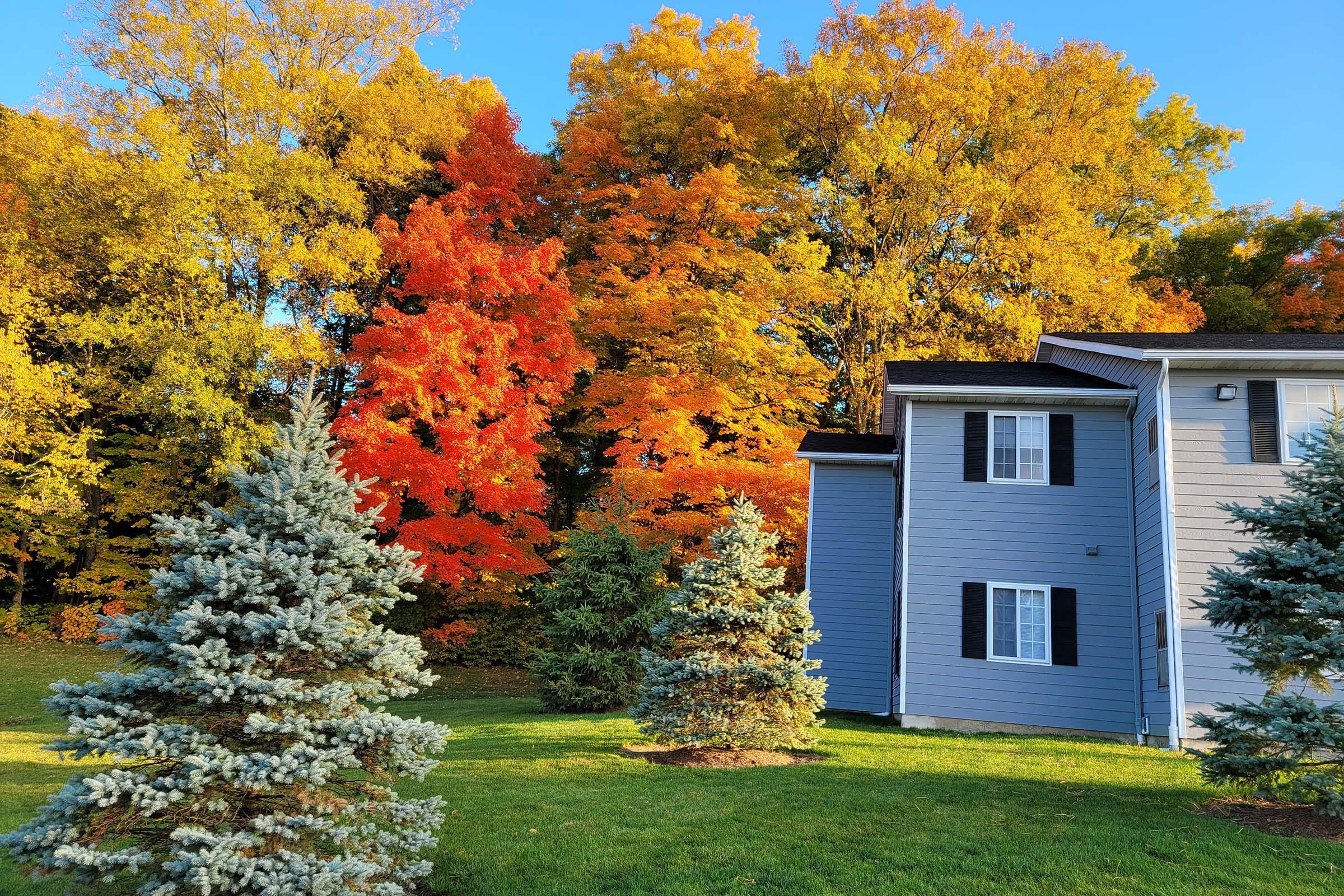 A vibrant scene featuring a gray house with black shutters beside evergreen trees. In the background, bright fall foliage displays shades of orange, red, and yellow against a clear blue sky. The lush green grass complements the colorful backdrop, creating a picturesque autumn landscape.