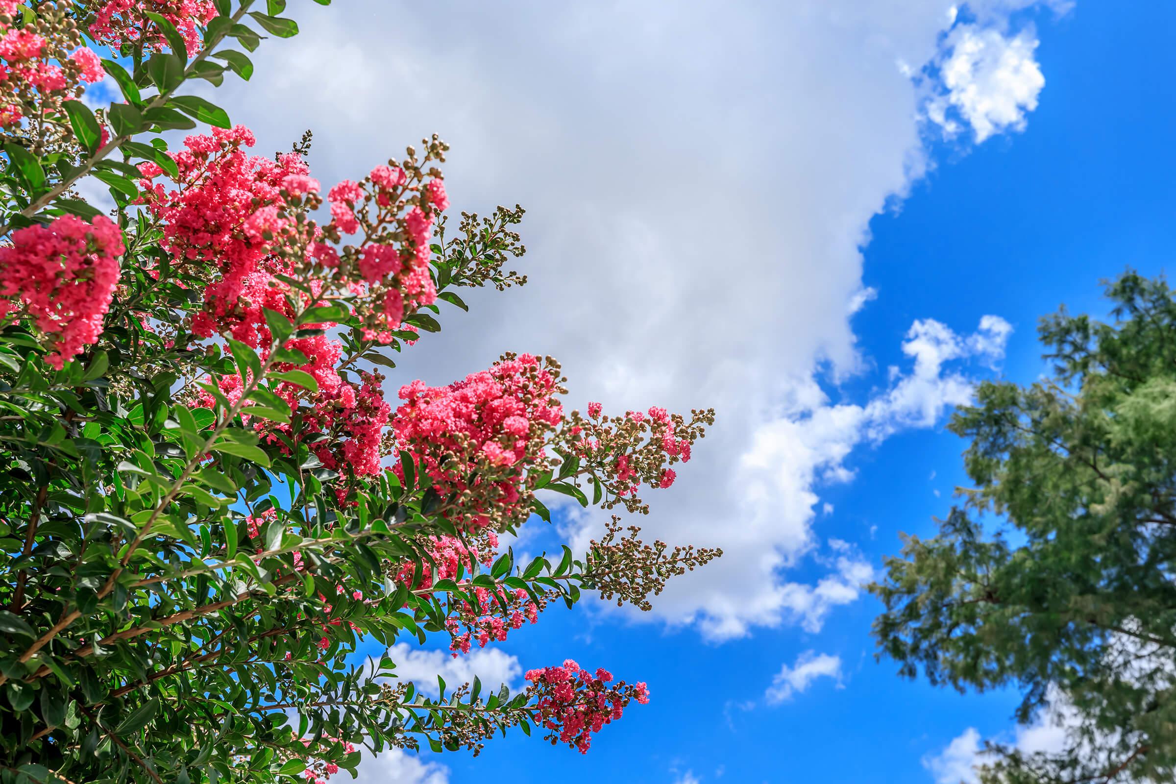 a tree with pink flowers