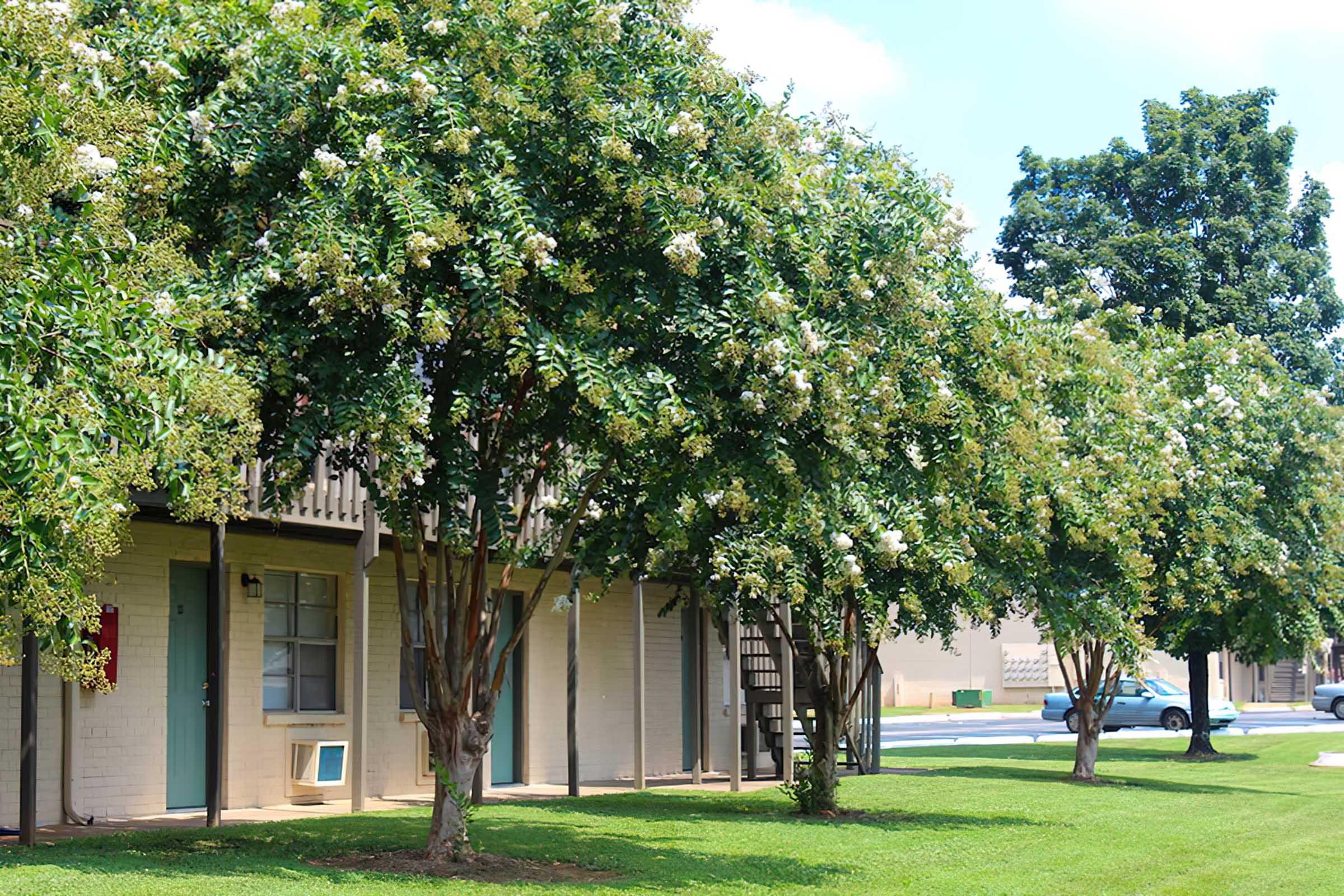 A row of blossoming trees lines the front of a low-rise building. The structures feature a light-colored exterior with several doors leading to individual units. Lush green grass surrounds the trees and buildings, creating a serene and well-maintained outdoor space on a sunny day.