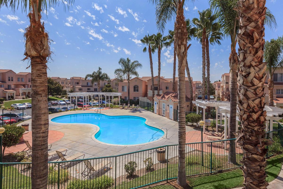 a pool next to a palm tree