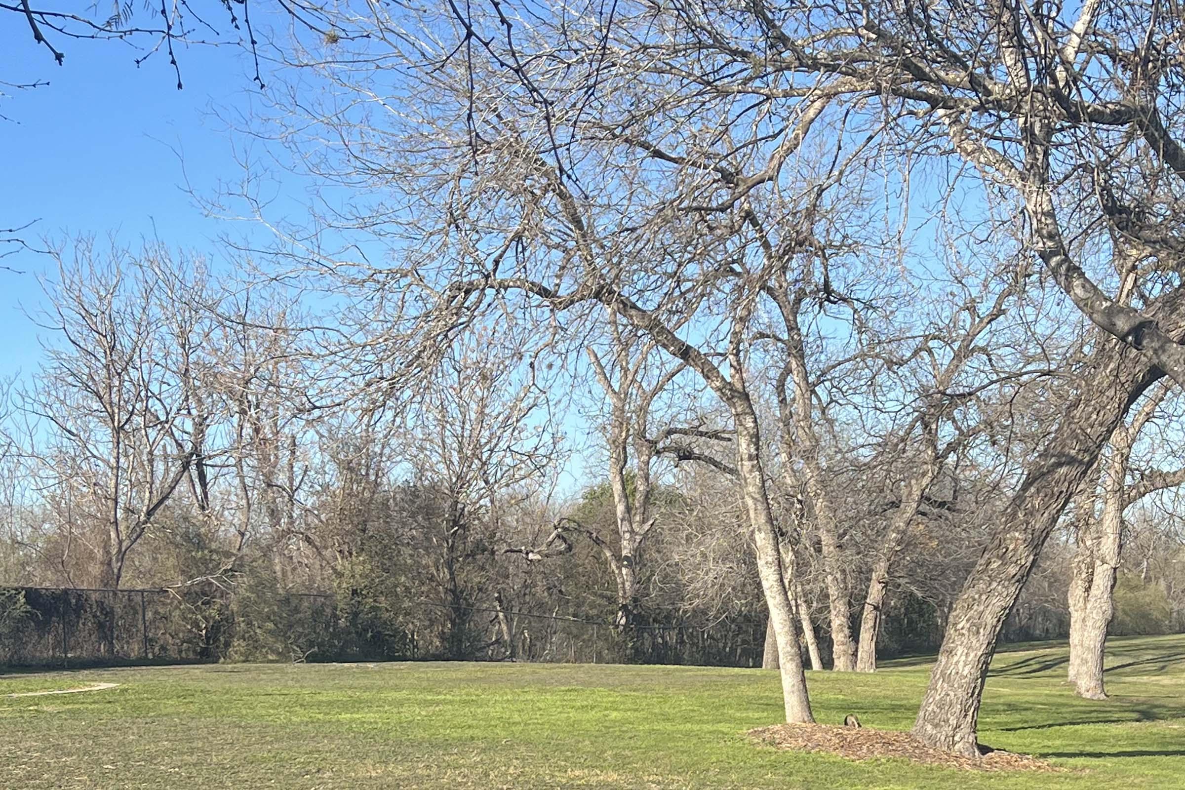 a tree in a grassy field