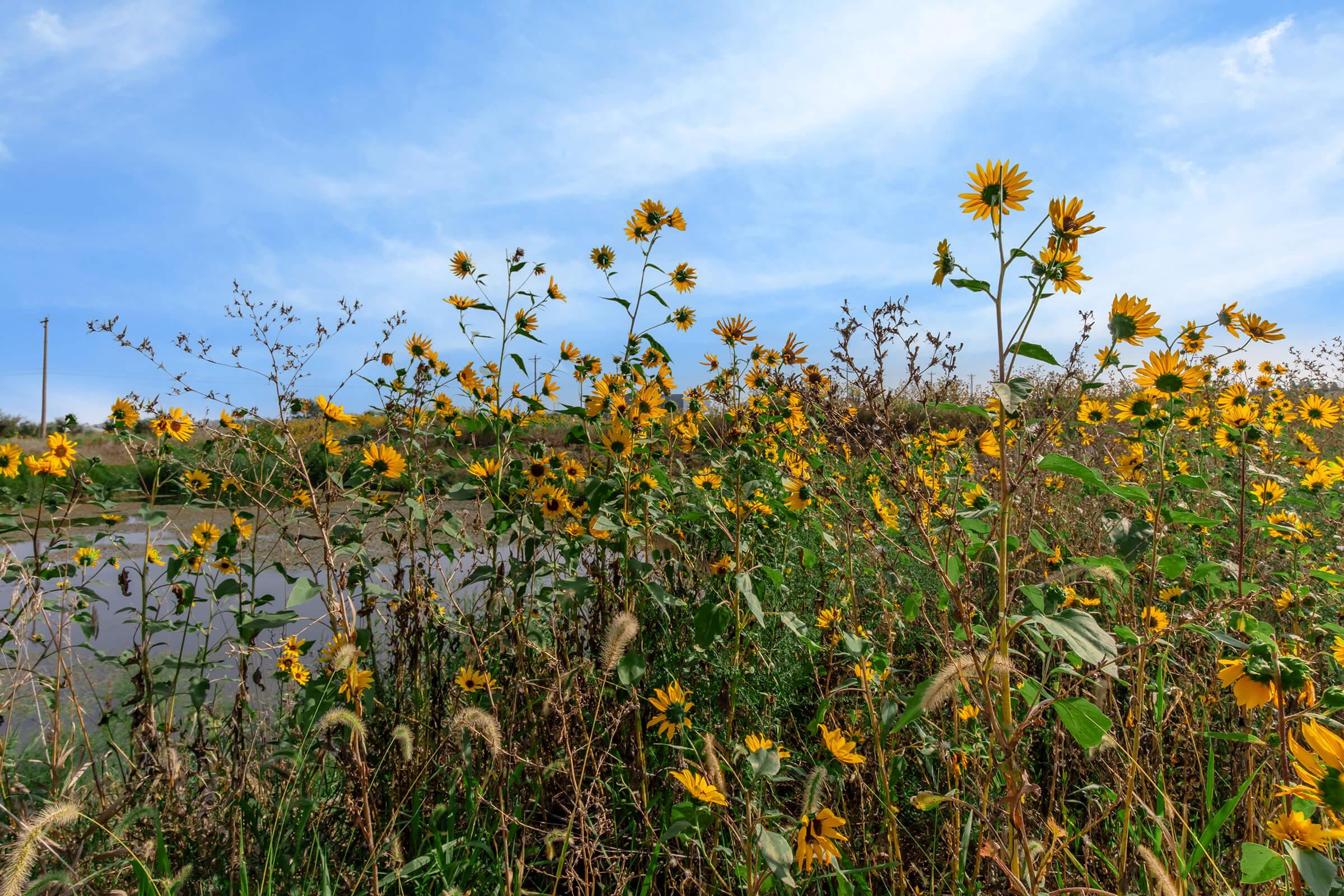 A vibrant field of yellow sunflowers and wildflowers sways gently in the breeze, set against a clear blue sky. In the background, a body of water reflects the natural beauty of the scene, with tall grass and plants interspersed among the flowers, creating a serene landscape.