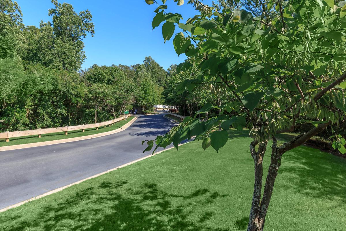 a tree in the middle of a road