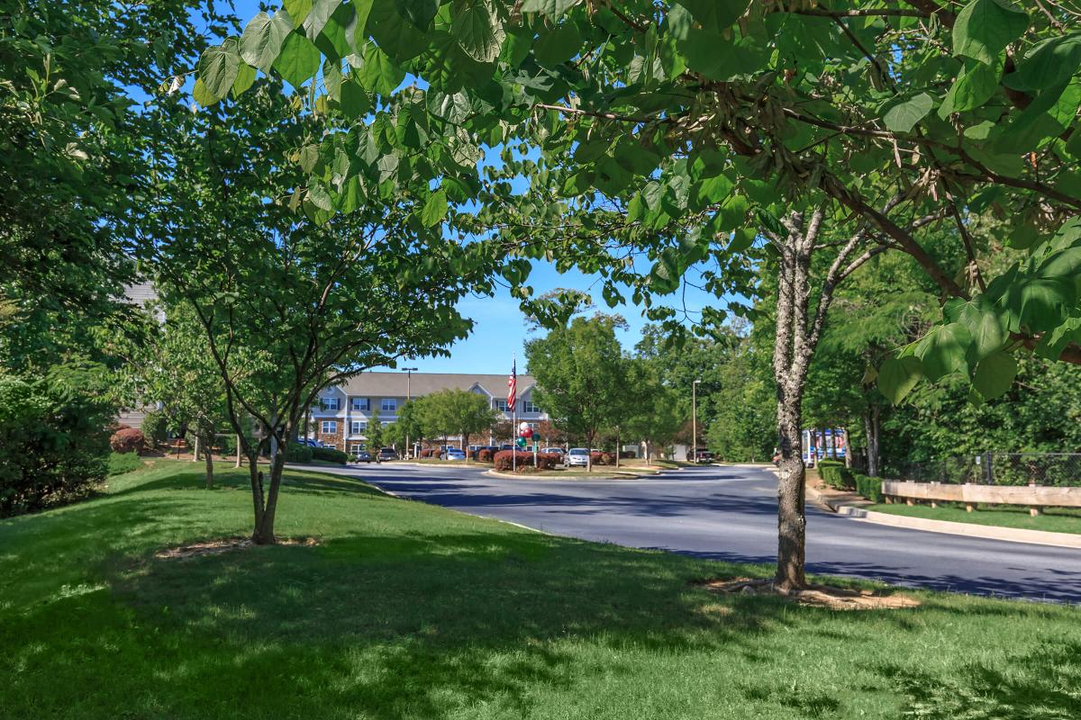 a tree in the middle of the street