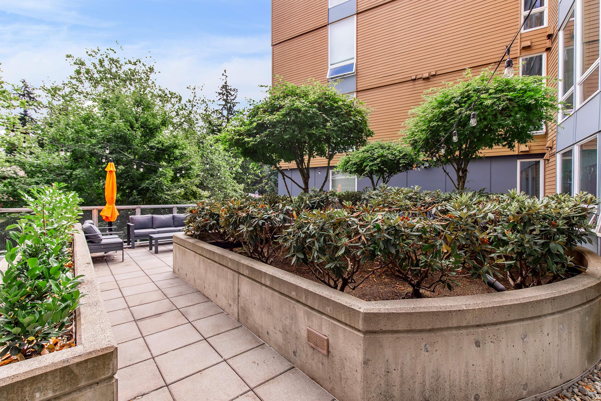 a group of bushes with a building in the background