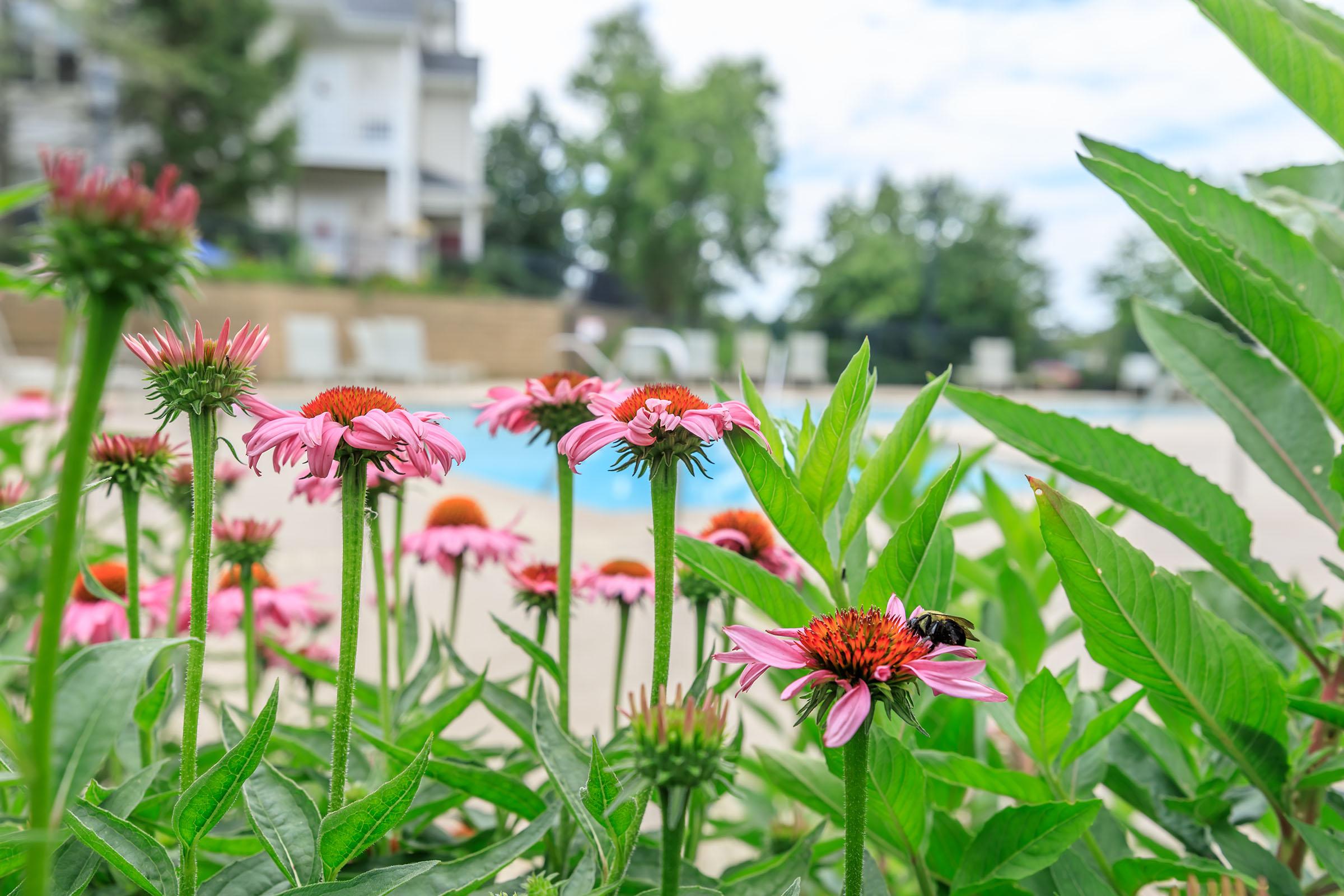 a close up of a flower garden