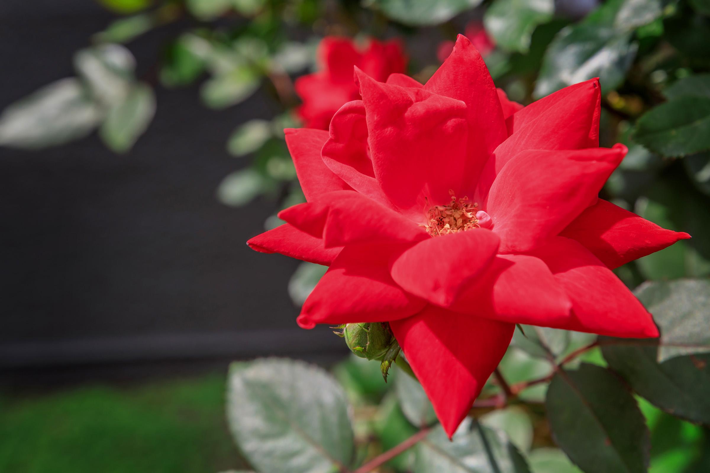 a close up of a flower