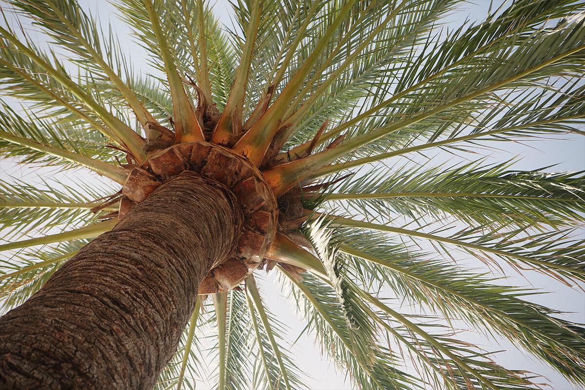 a palm tree