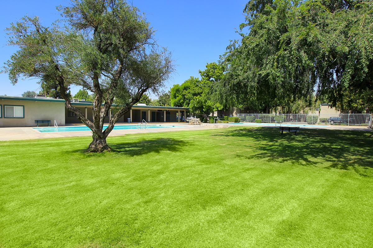 a large lawn in front of a tree