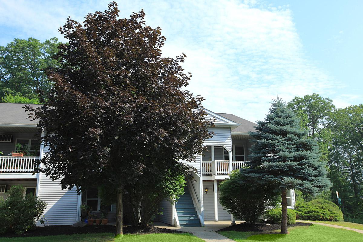 a tree in front of a house