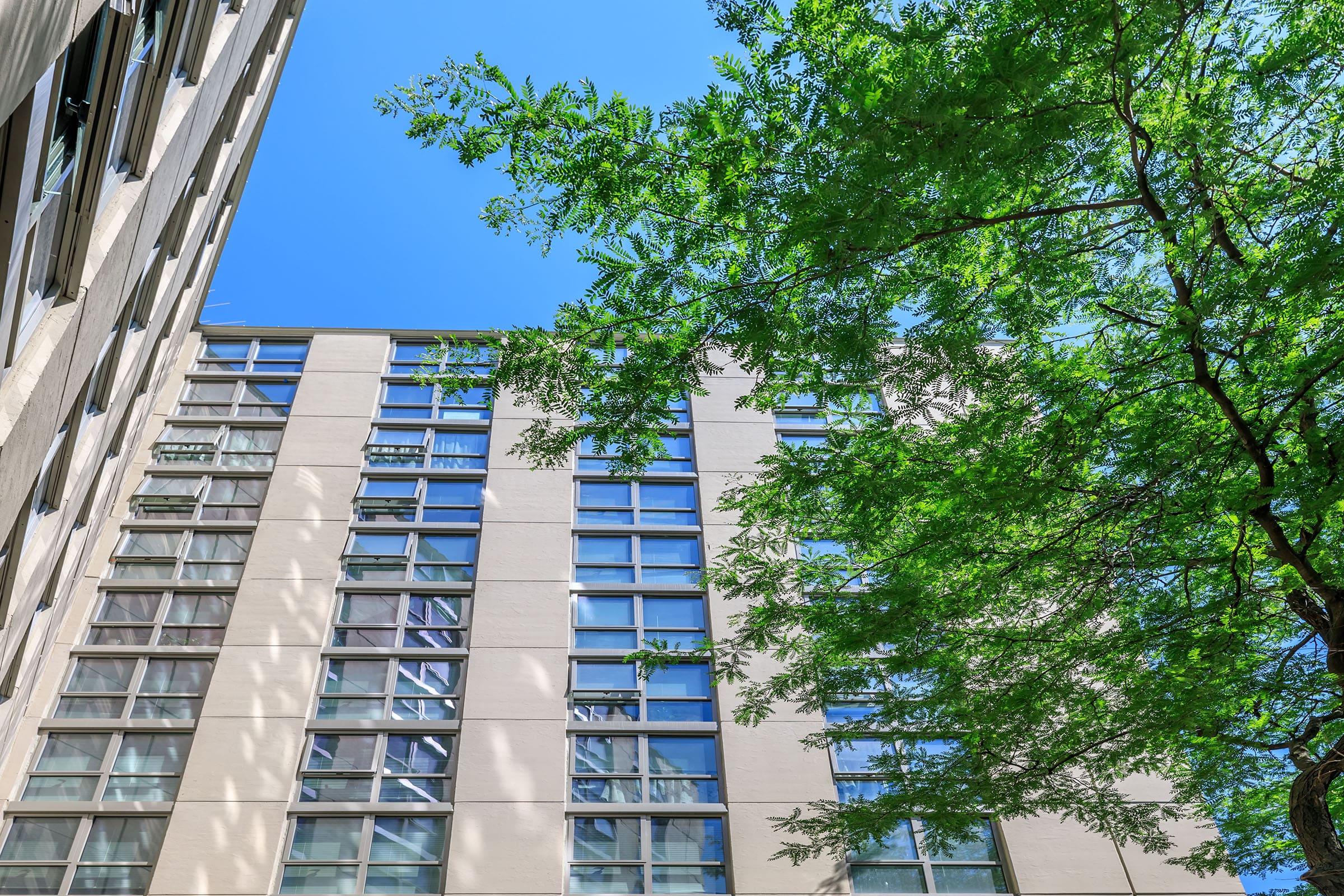 a tree in front of a tall building