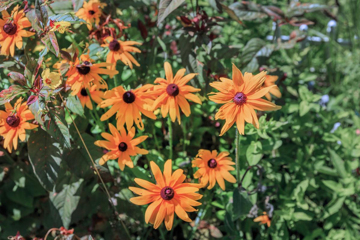 a colorful flower on a plant