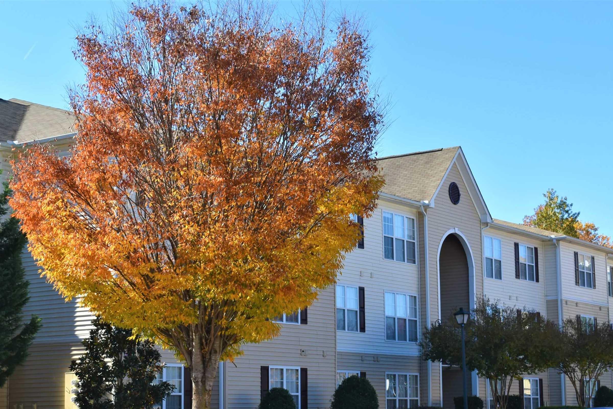 A vibrant autumn tree with orange and yellow leaves stands in front of a residential building. The building features beige siding and multiple windows under a clear blue sky. Shrubs and landscaping are visible around the base of the tree, highlighting the seasonal change.