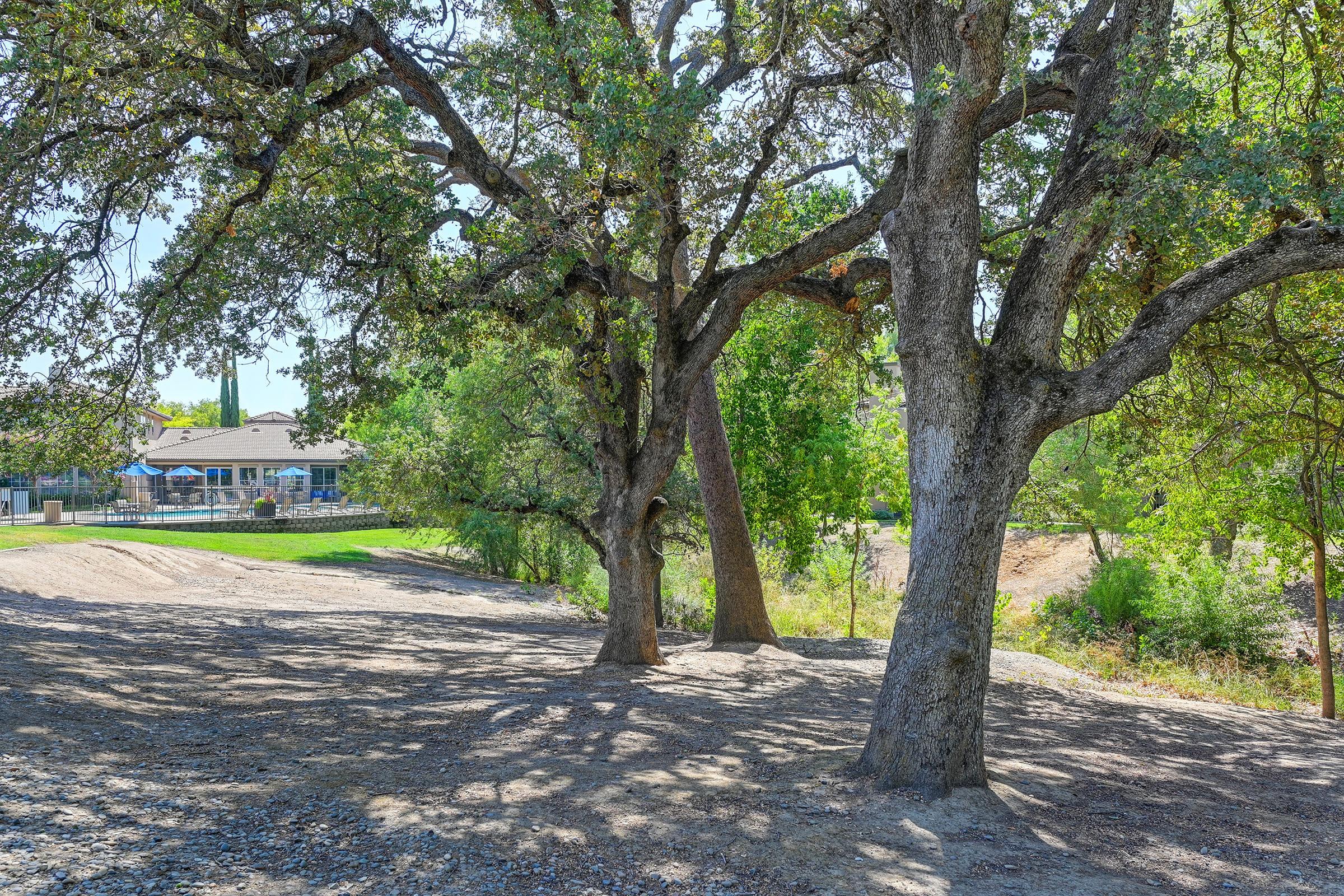 Two large oak trees stand in a sunlit area, casting shadows on the ground. In the background, a building is partially visible among lush greenery, indicating a tranquil outdoor setting. The scene conveys a peaceful, natural environment with clear blue skies.
