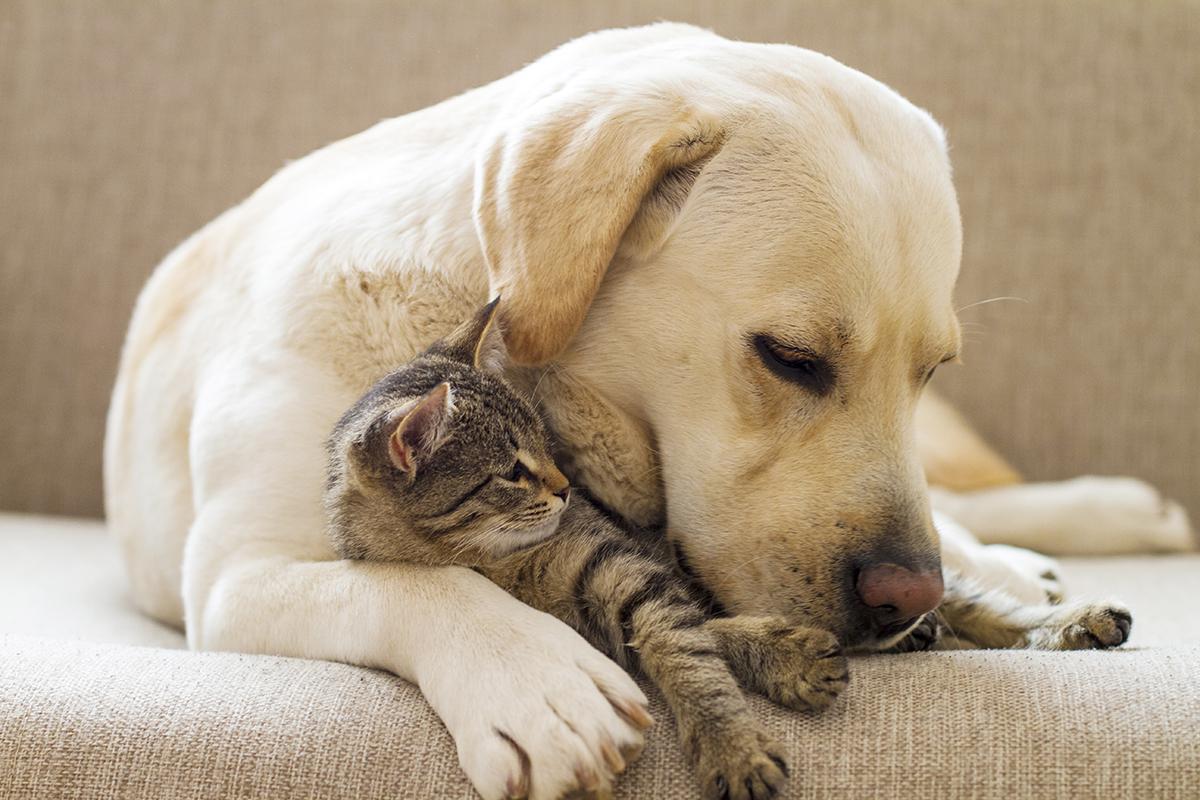 Yellow Labrador with a tabby cat on a sofa iStock-453143911.jpg