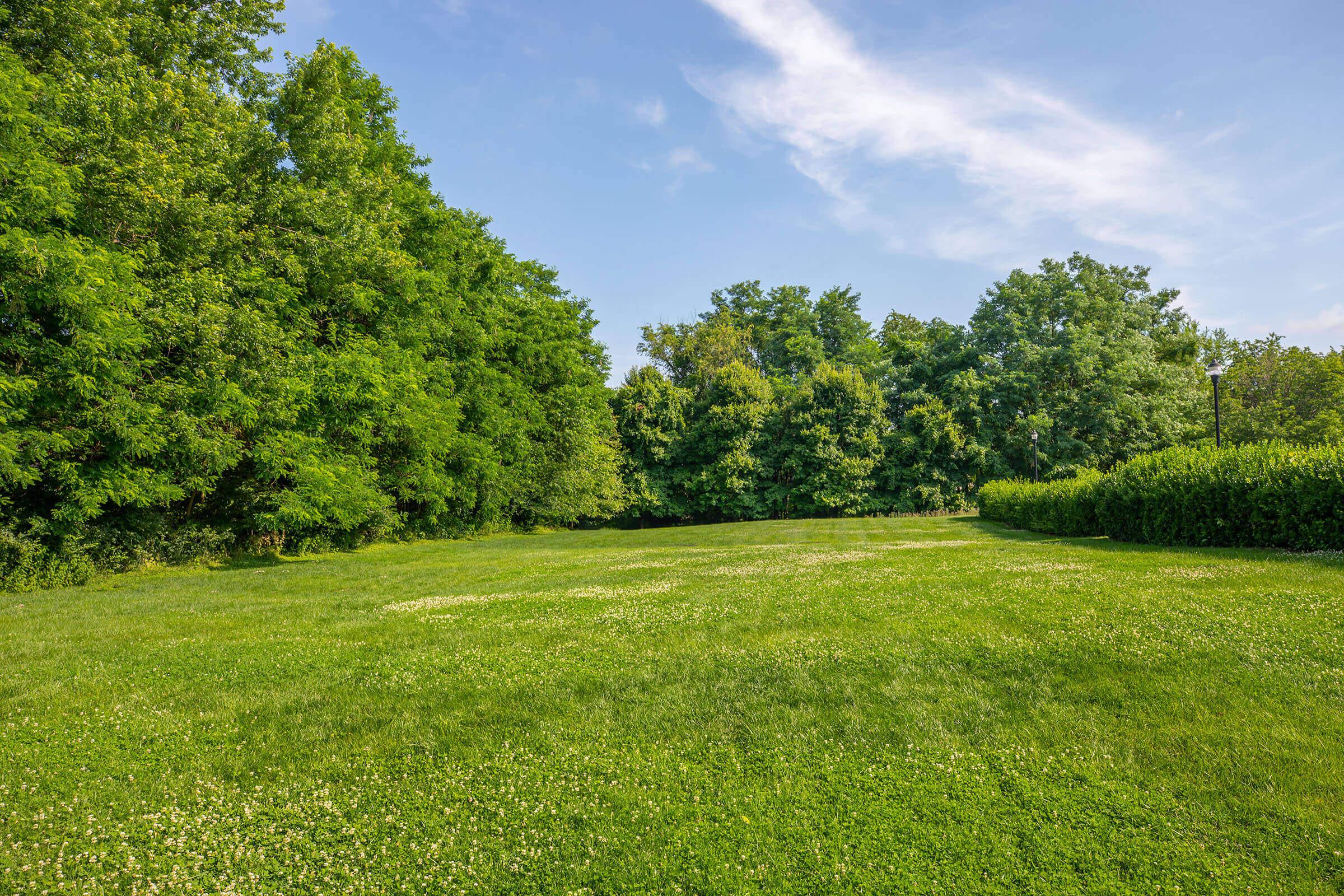 a close up of a lush green field