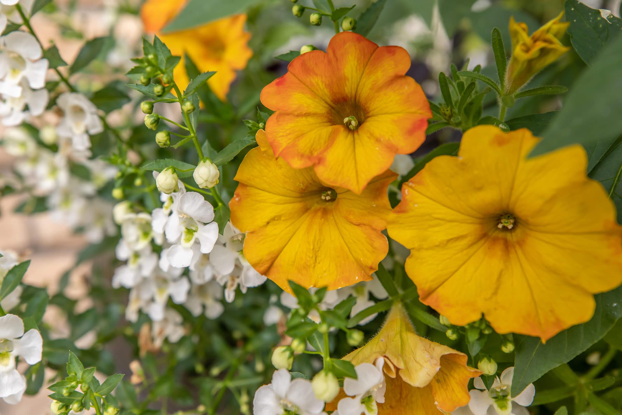 a close up of a flower