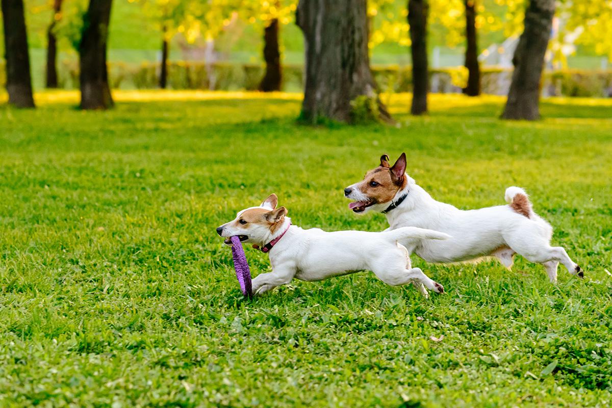 Two dogs running at park.jpg