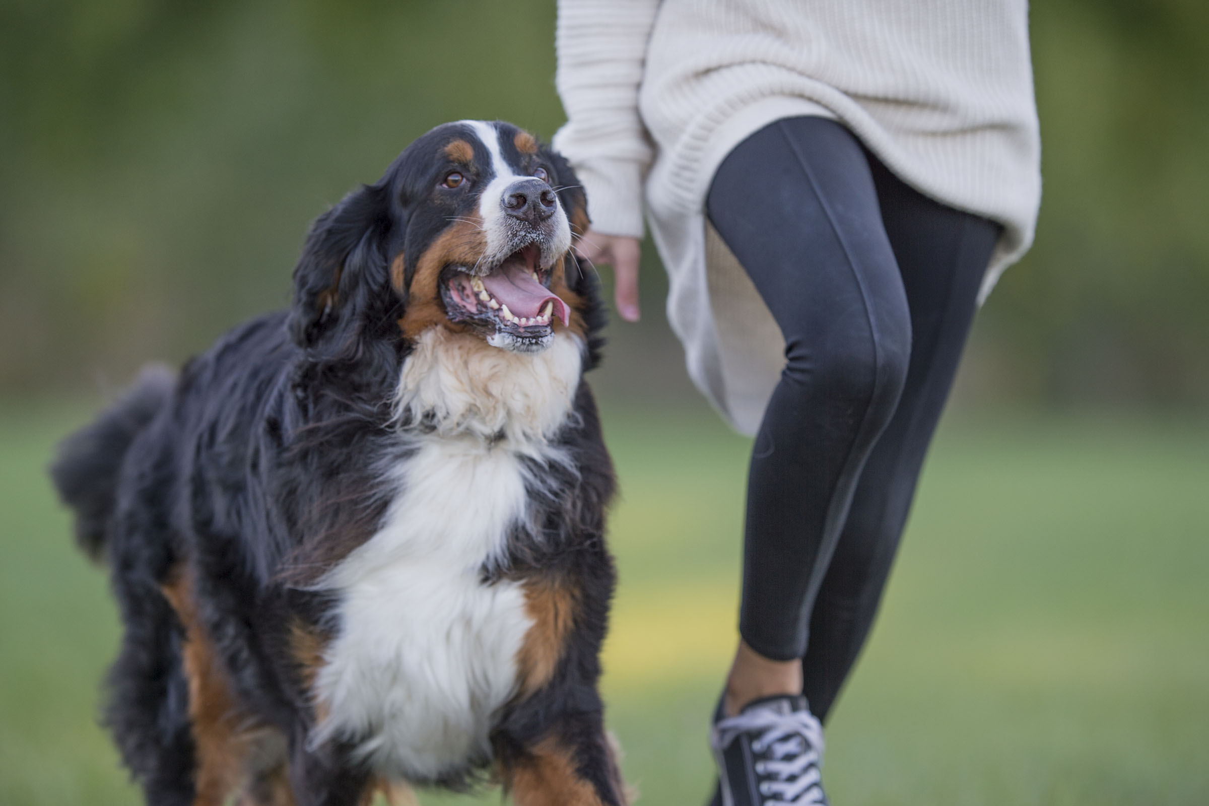 PETS ARE FAMILY